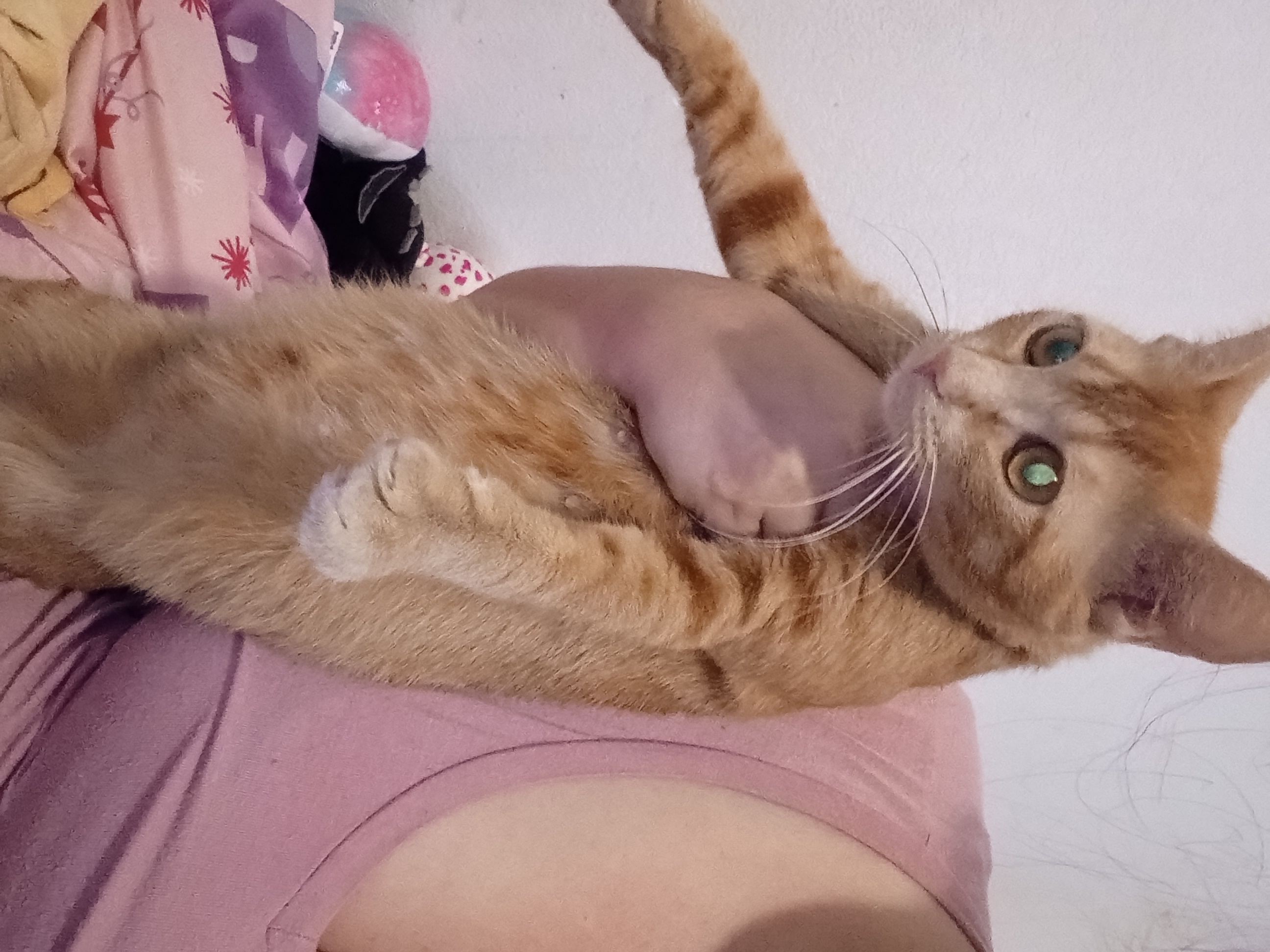 Pet