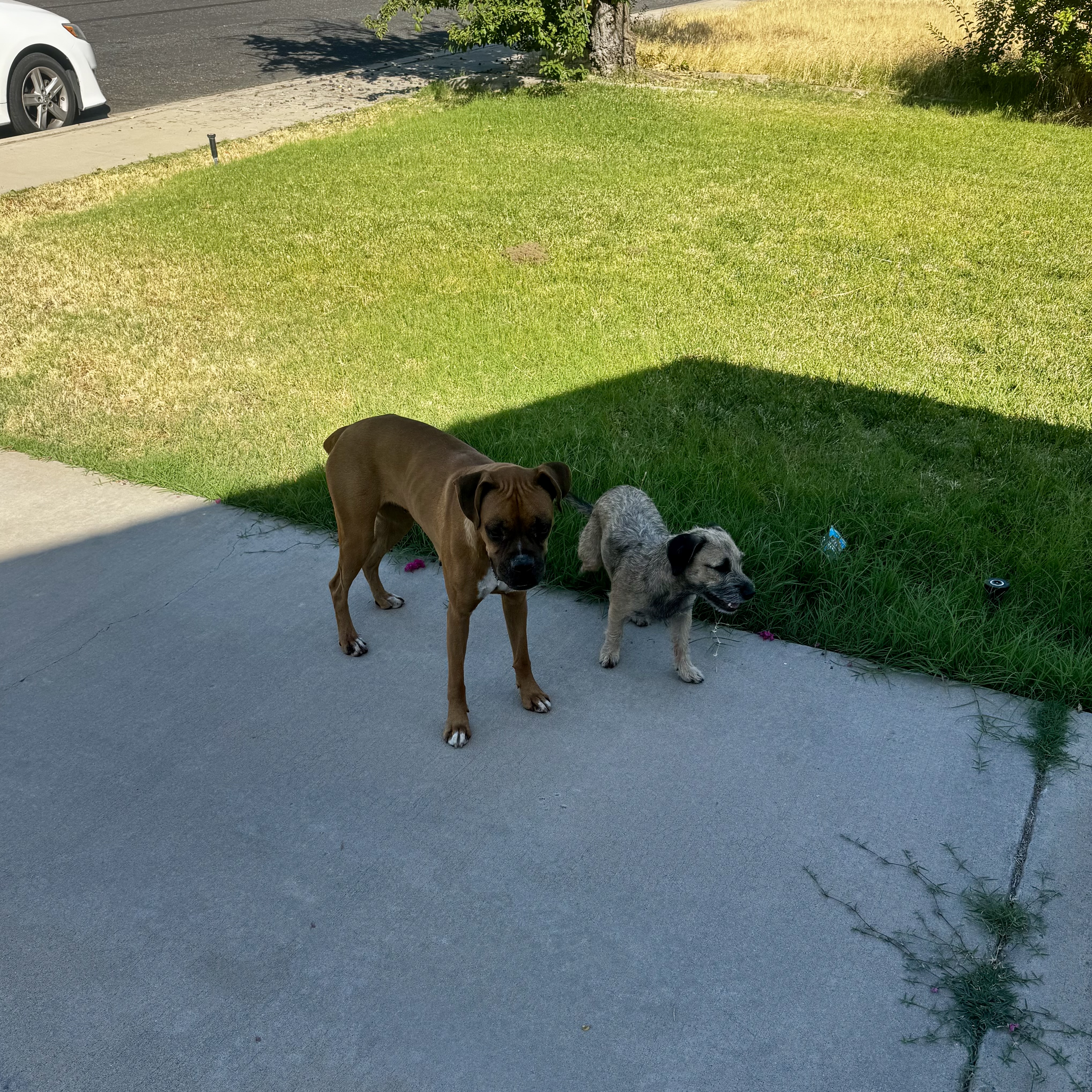 Pet