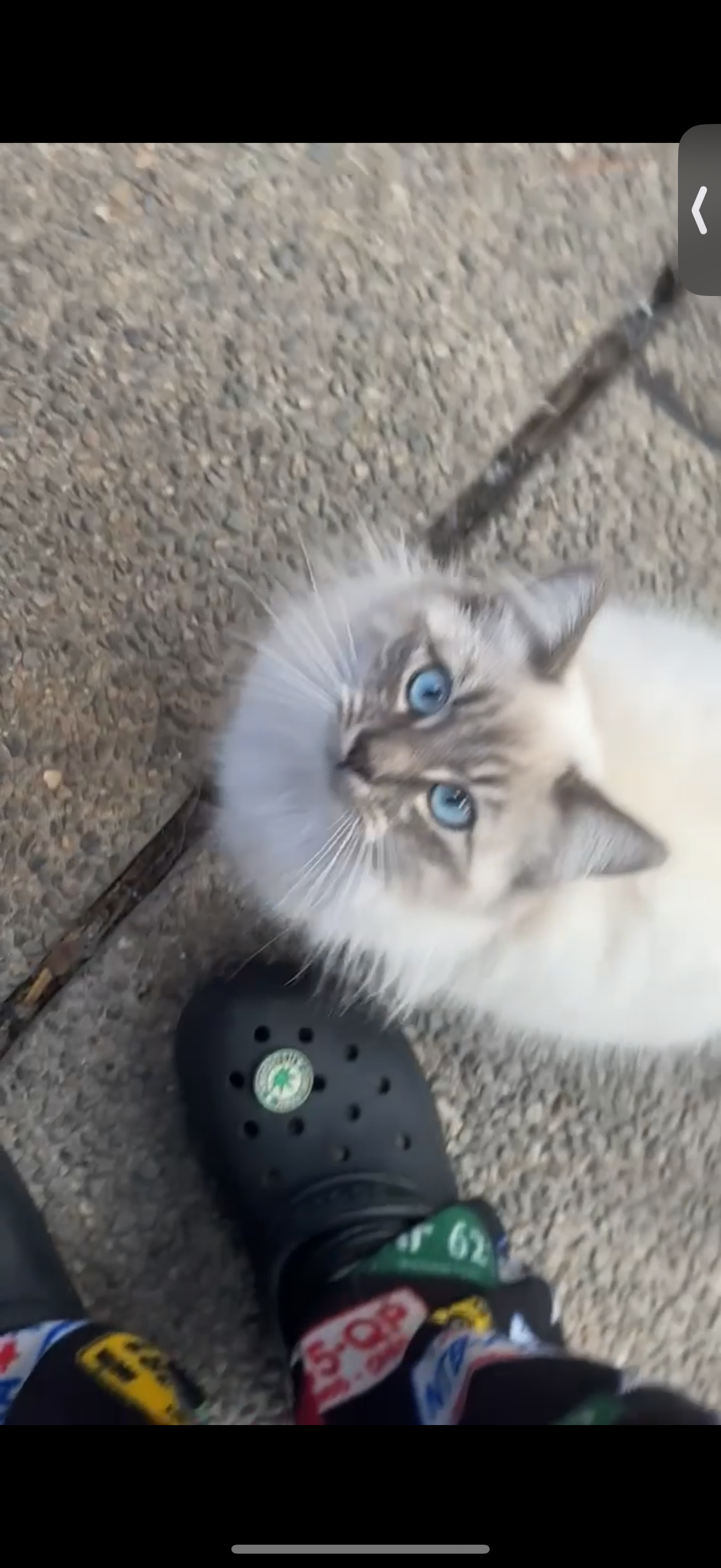 Pet