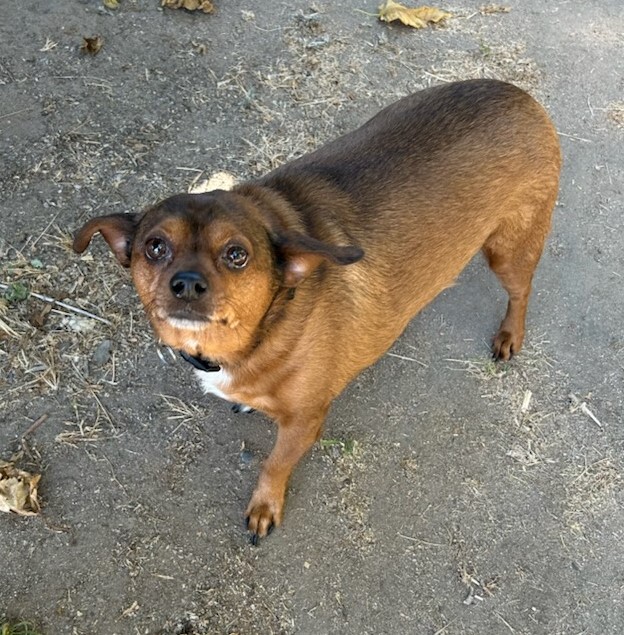 Pet