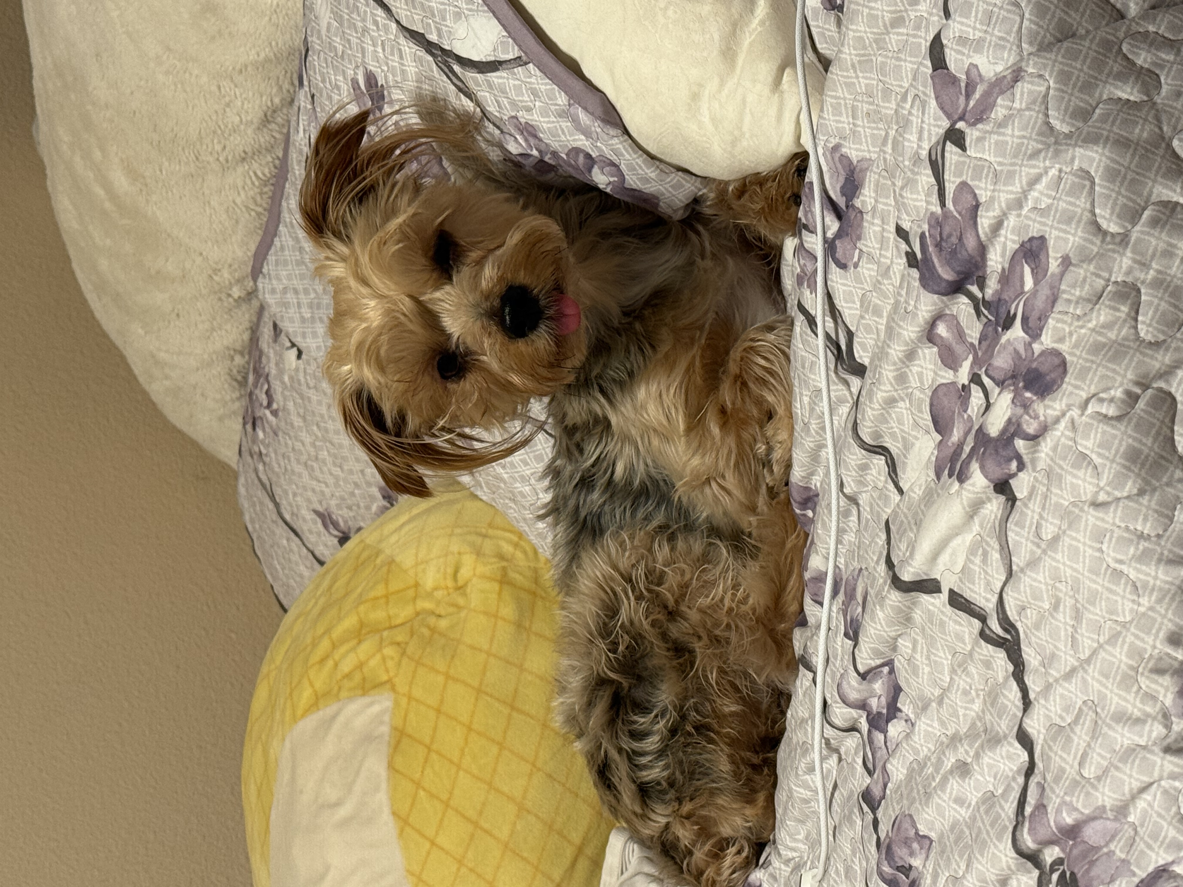 Pet
