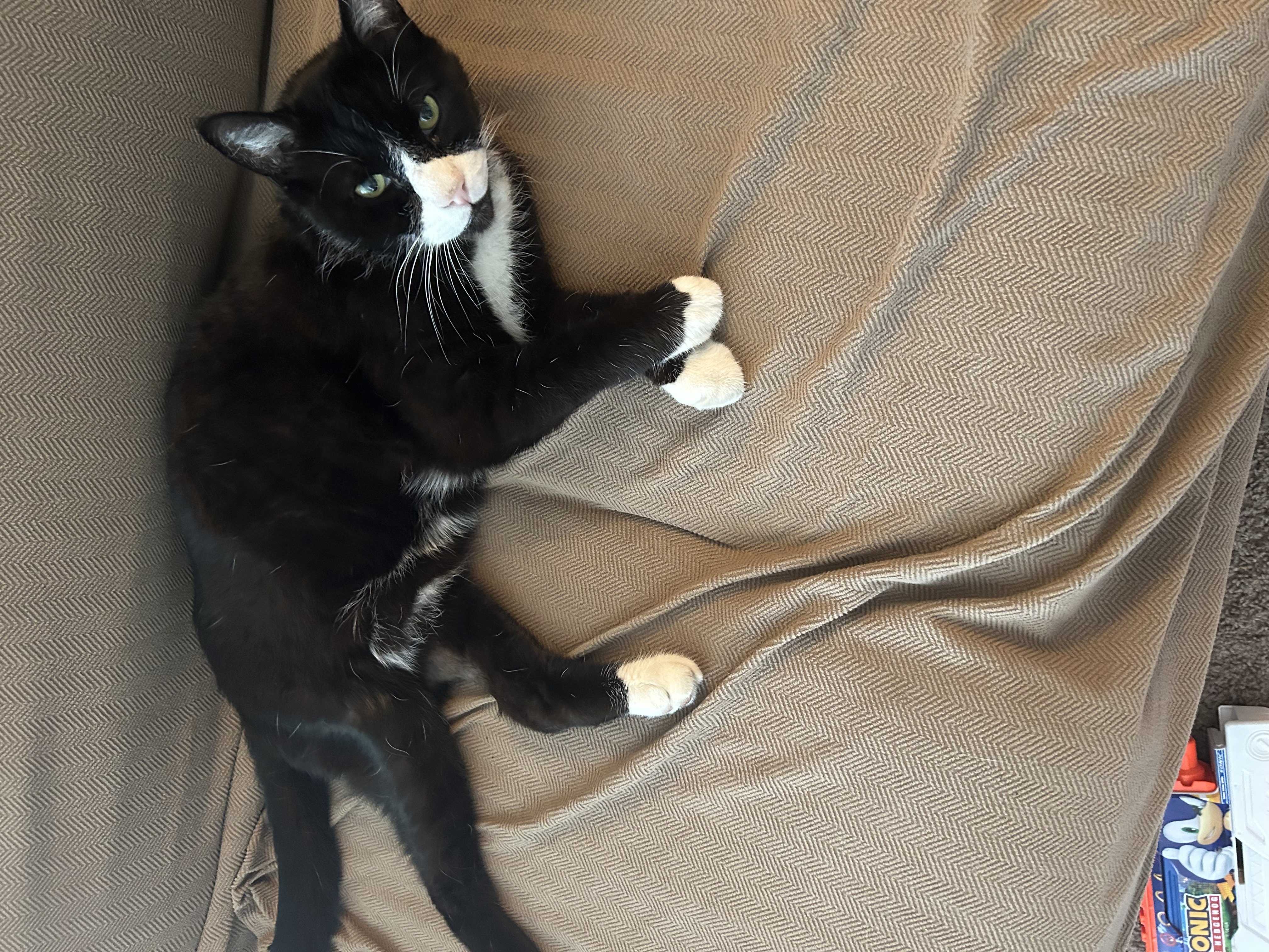 Pet