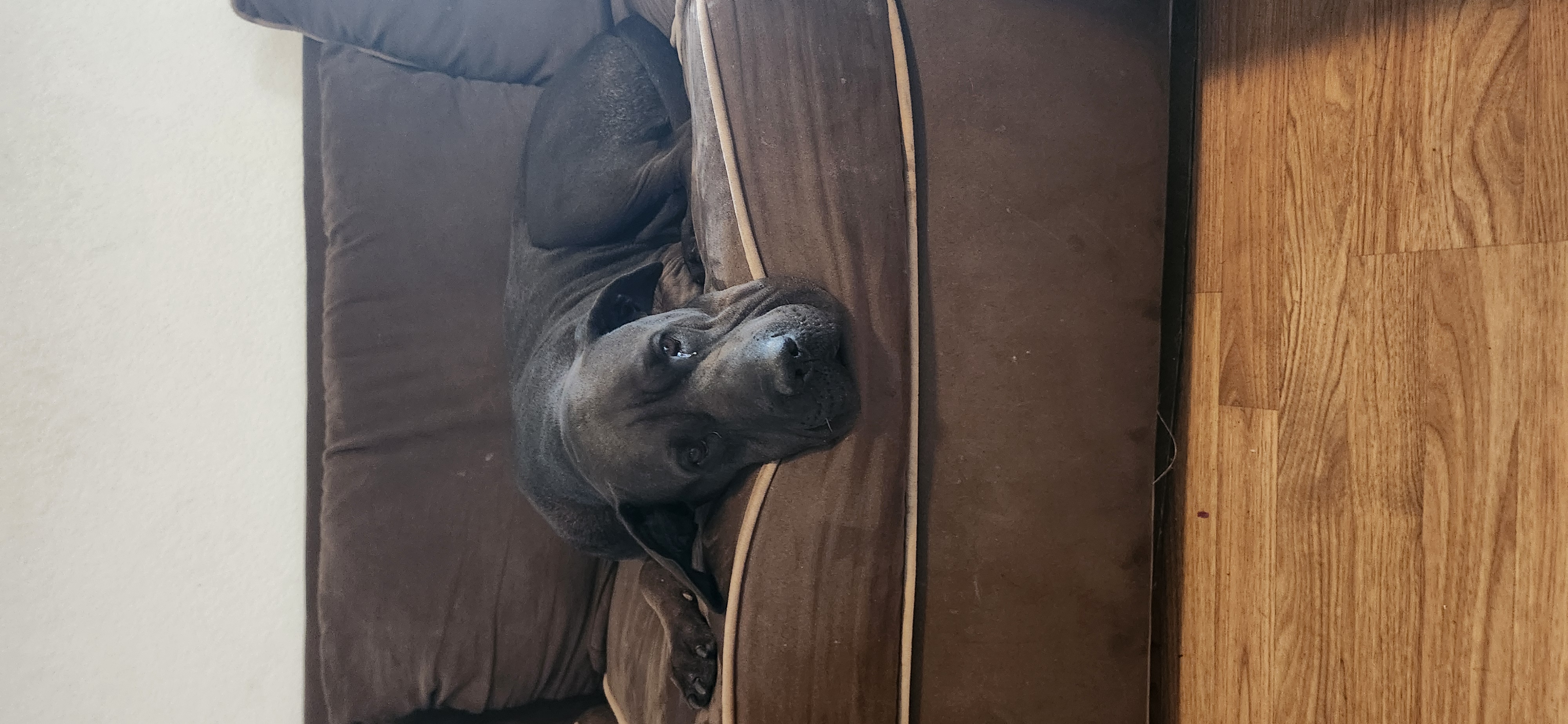 Pet