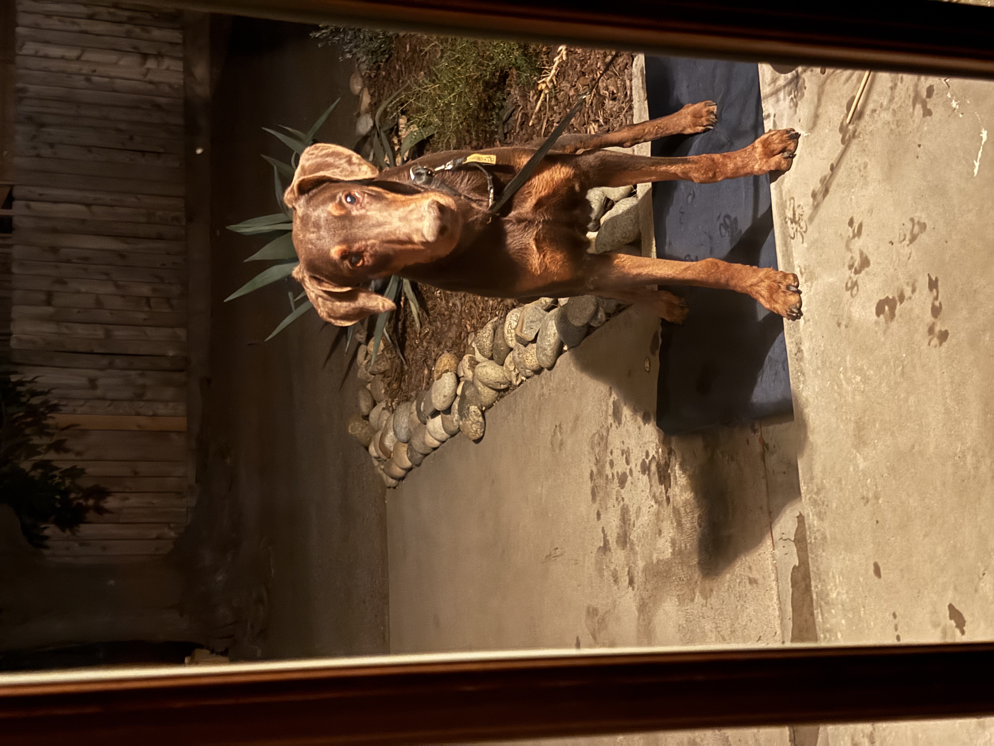 Pet
