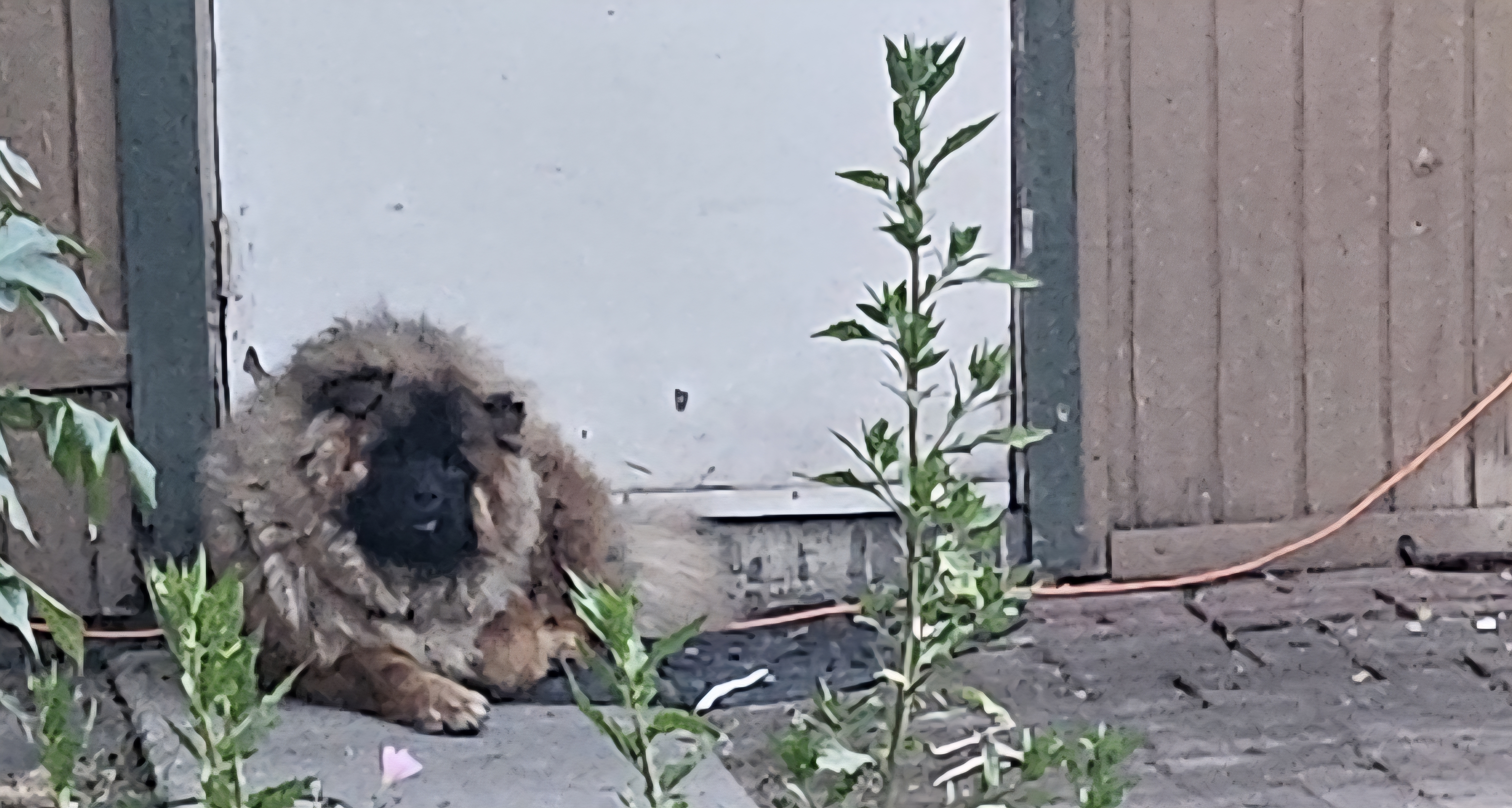 Pet