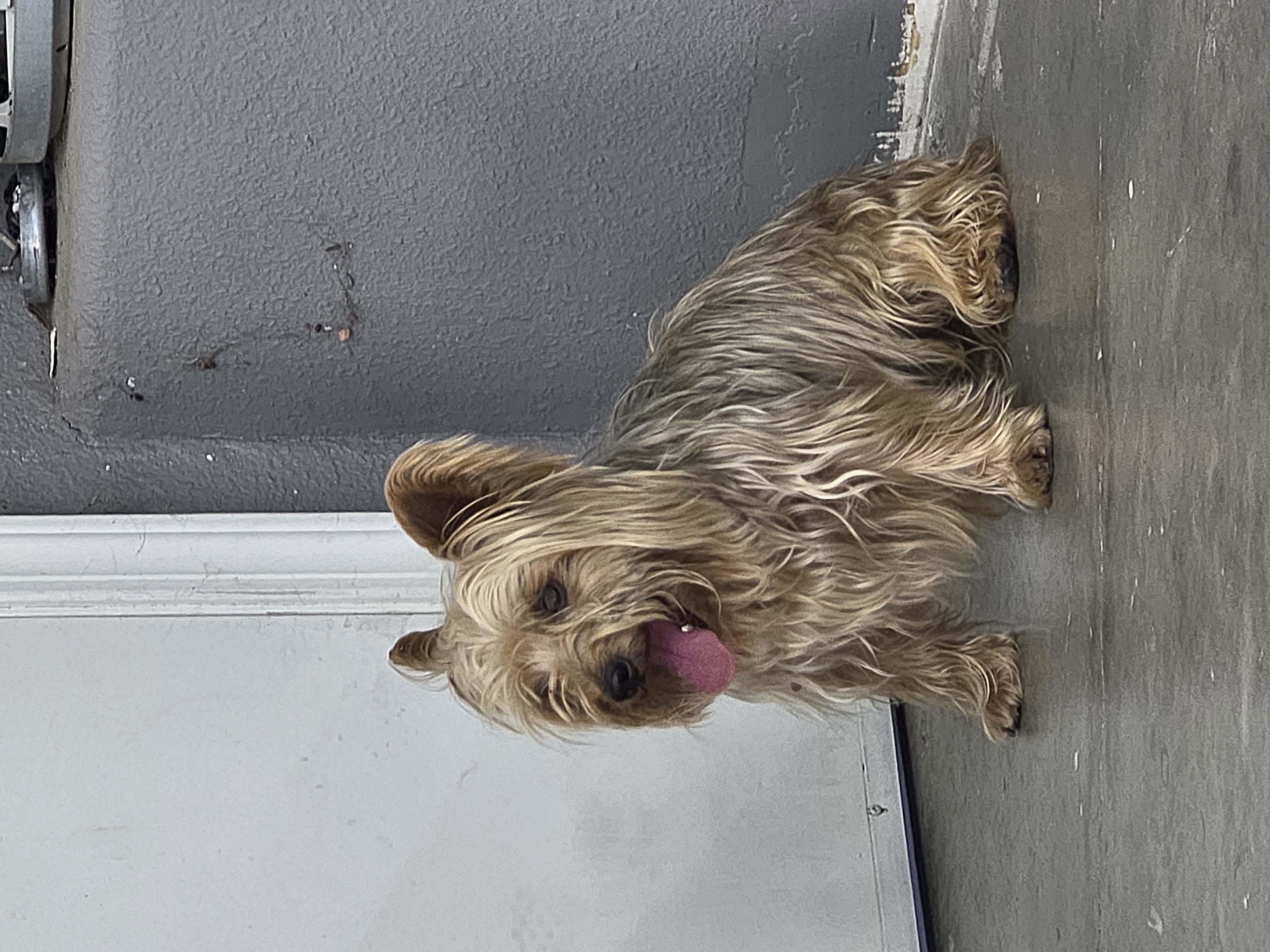Pet