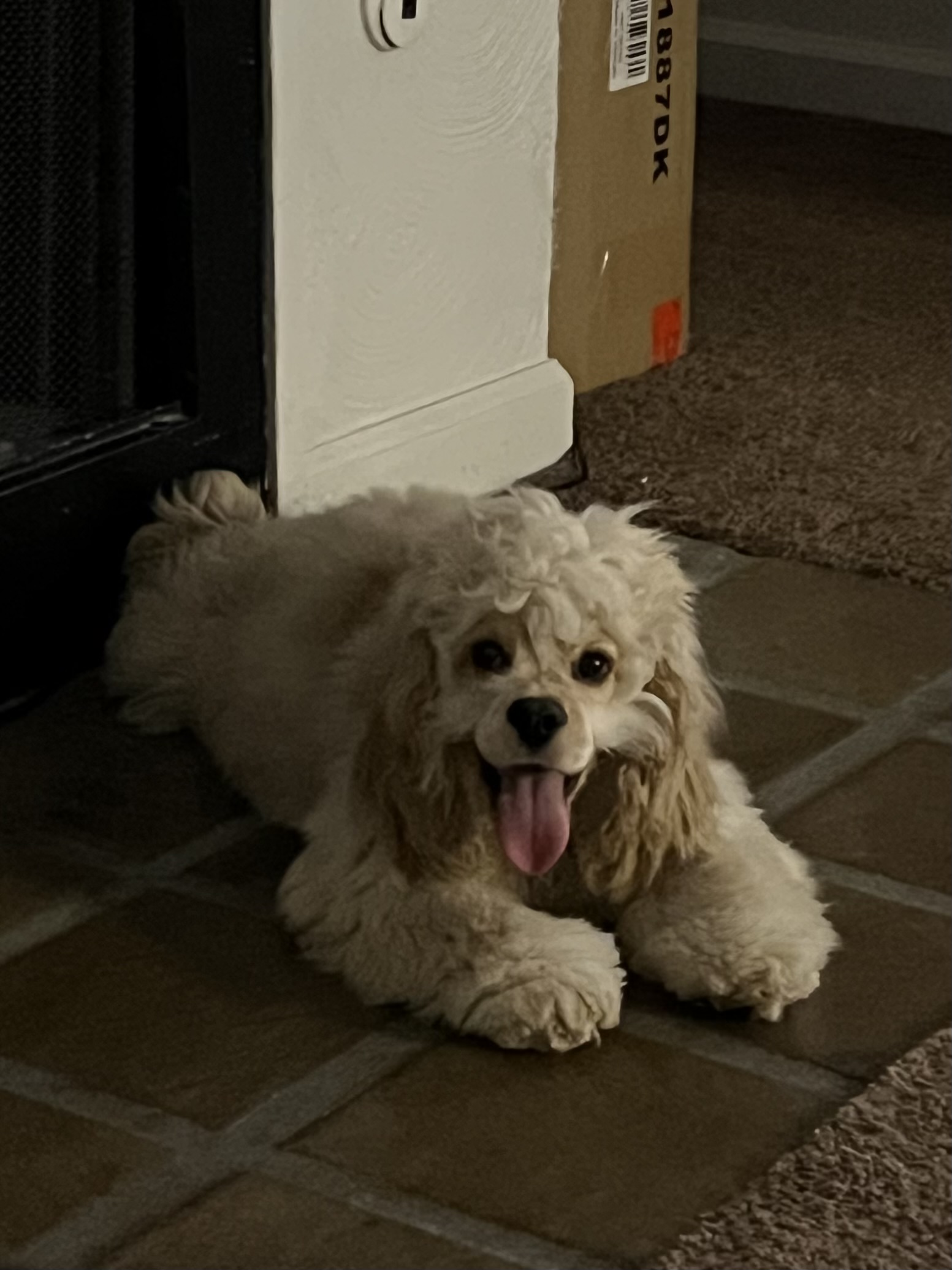 Pet