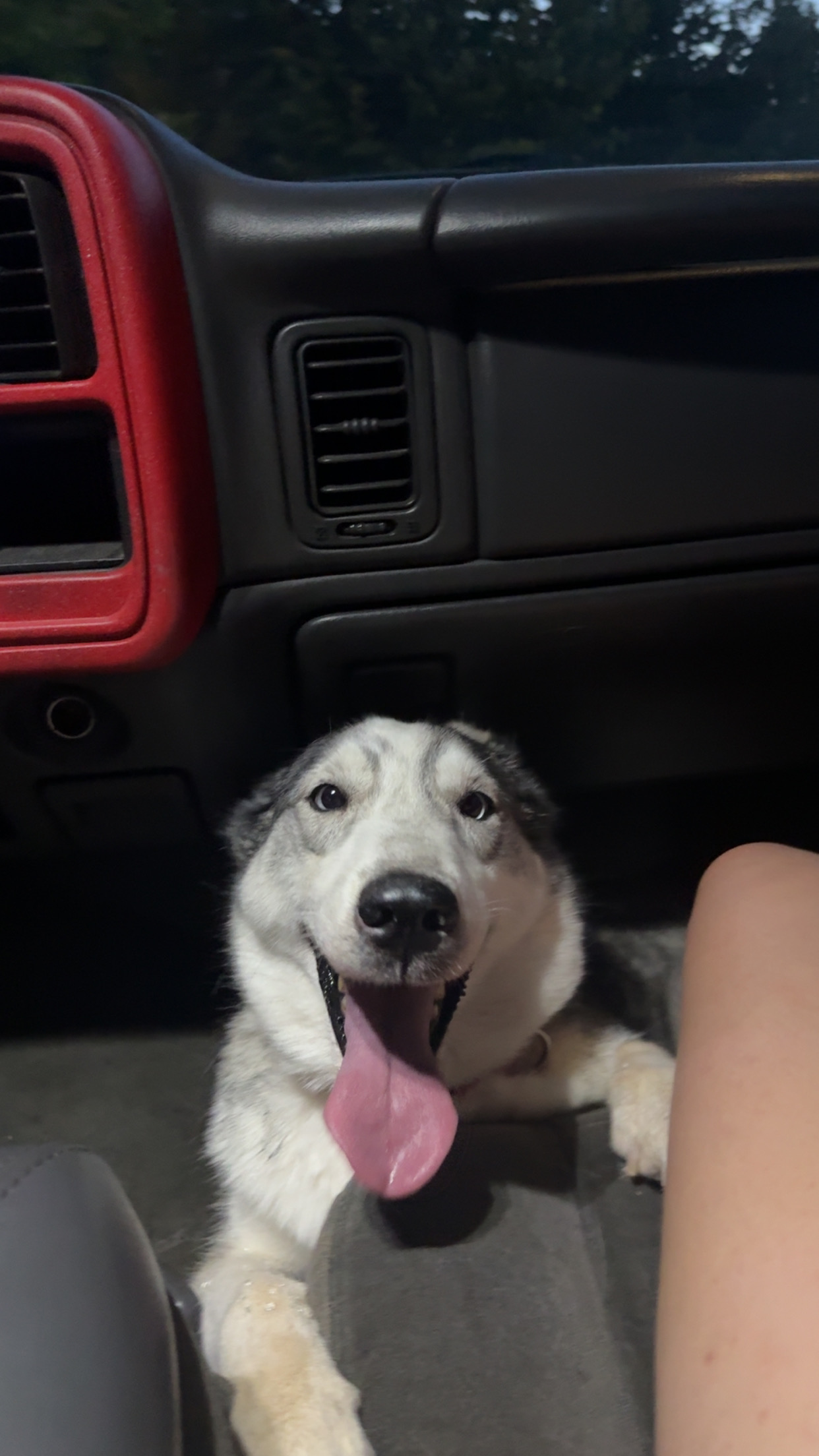 Pet