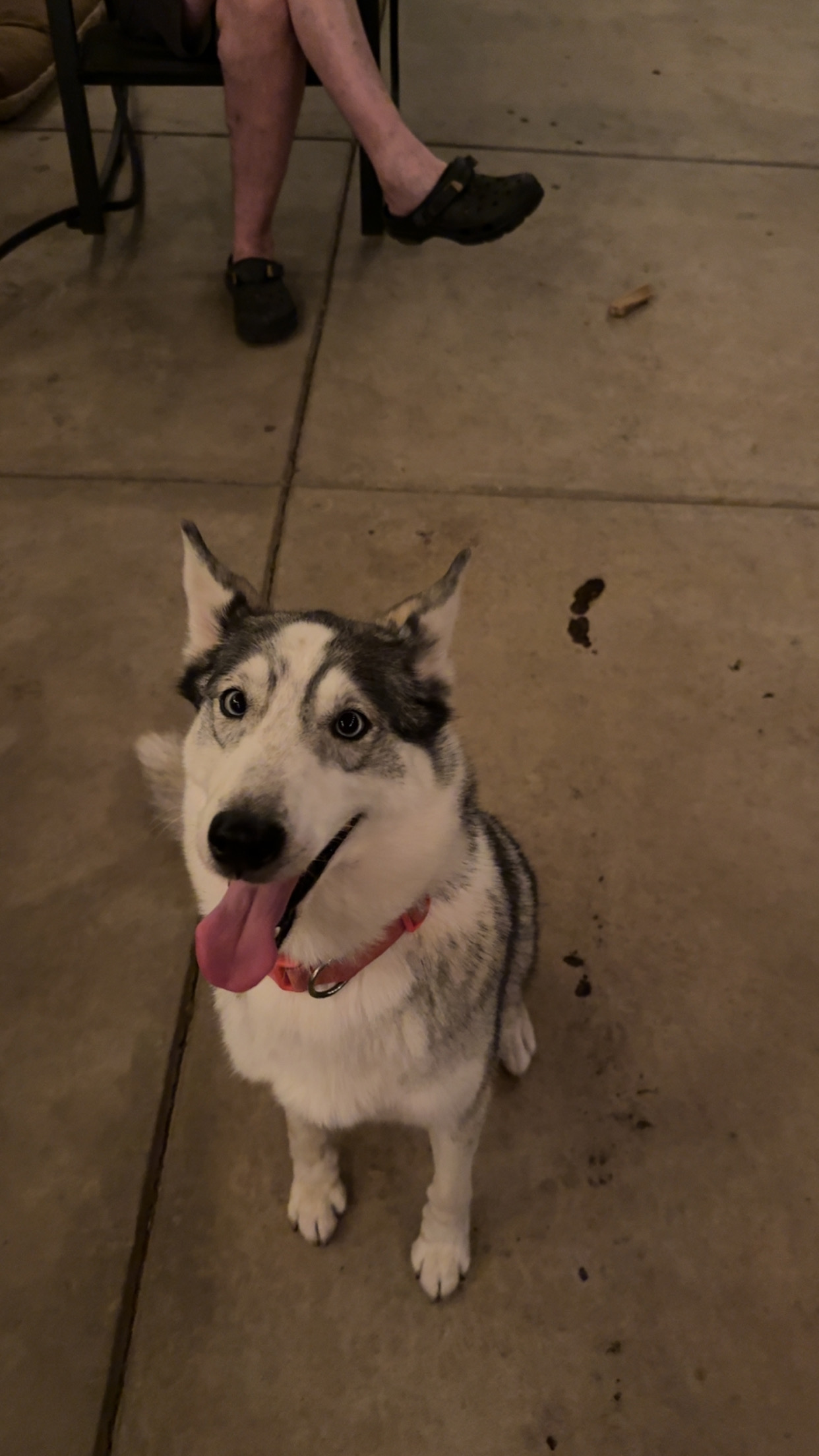 Pet