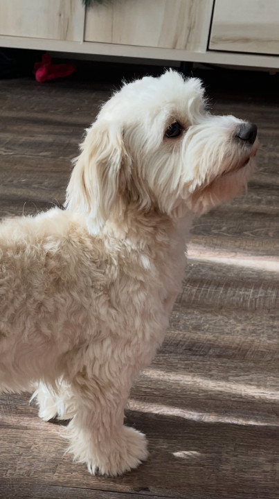 Pet