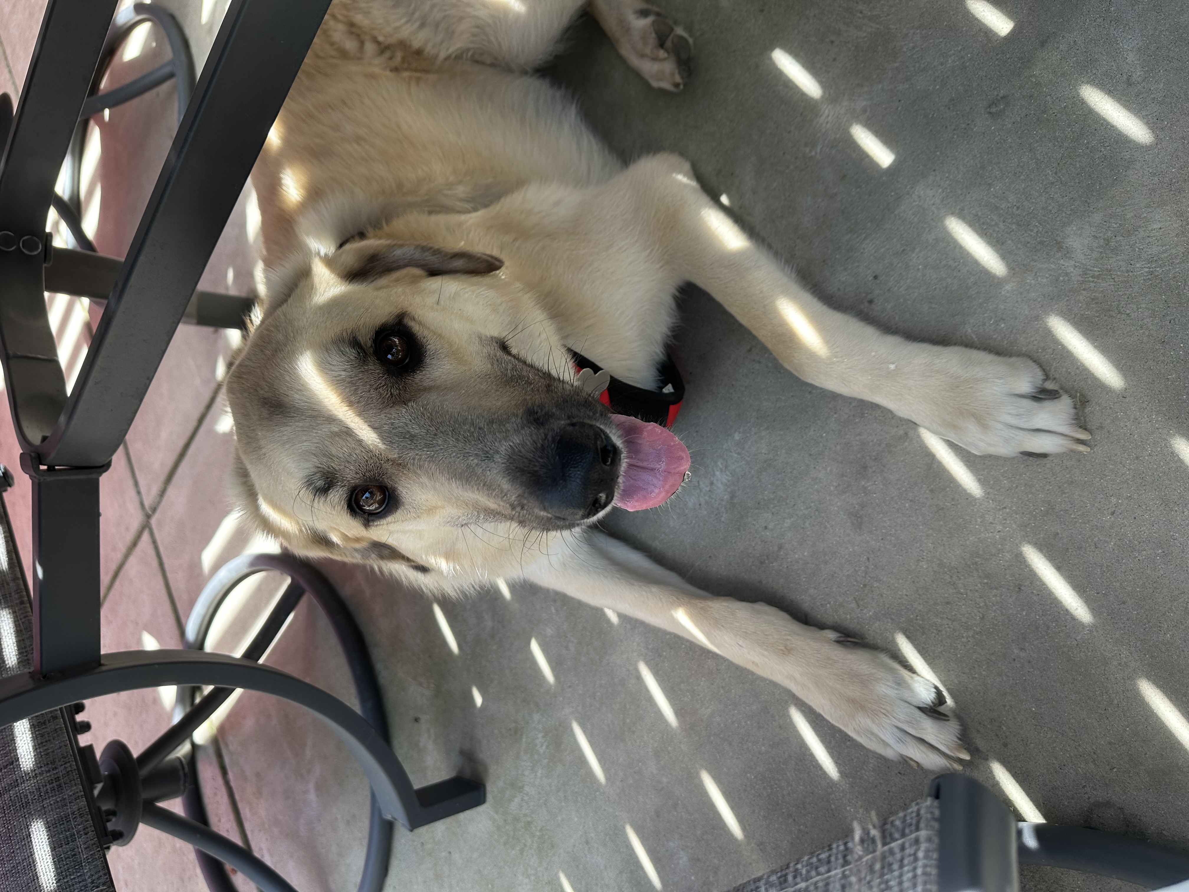 Pet