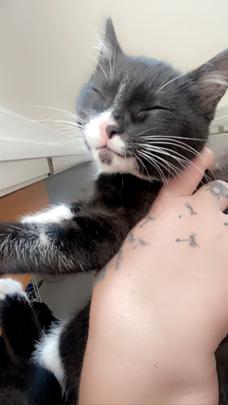 Pet