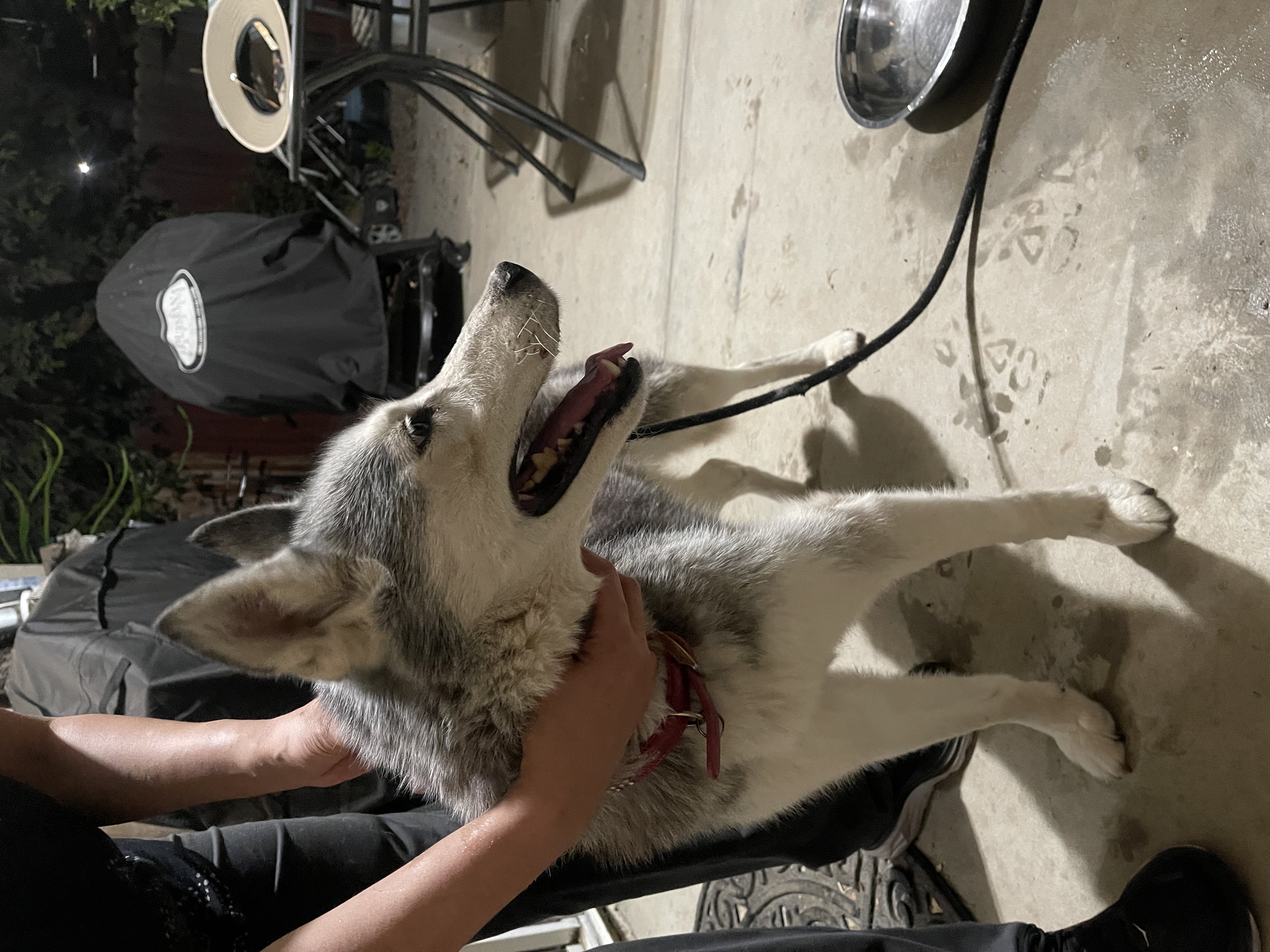 Pet