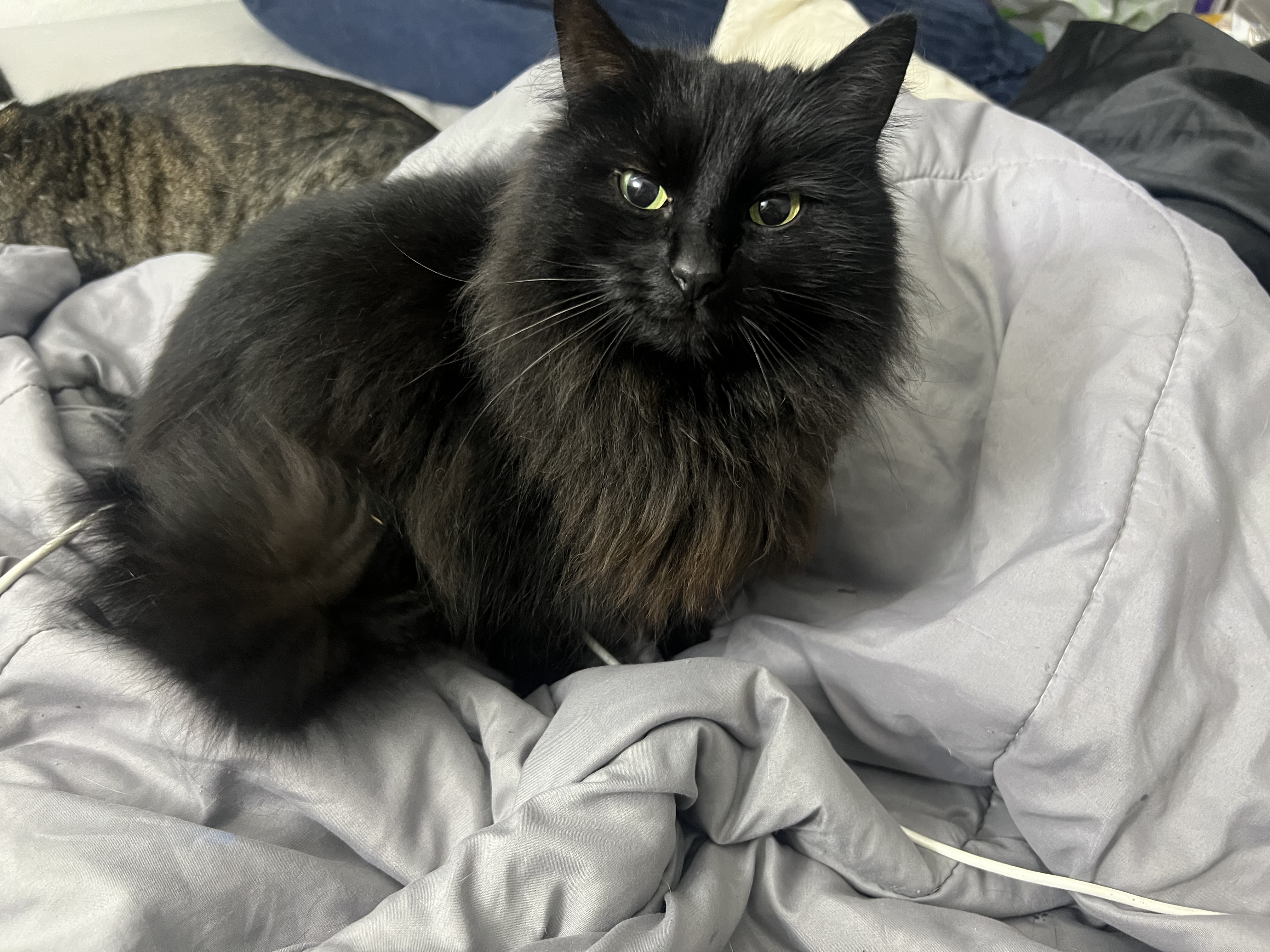 Pet