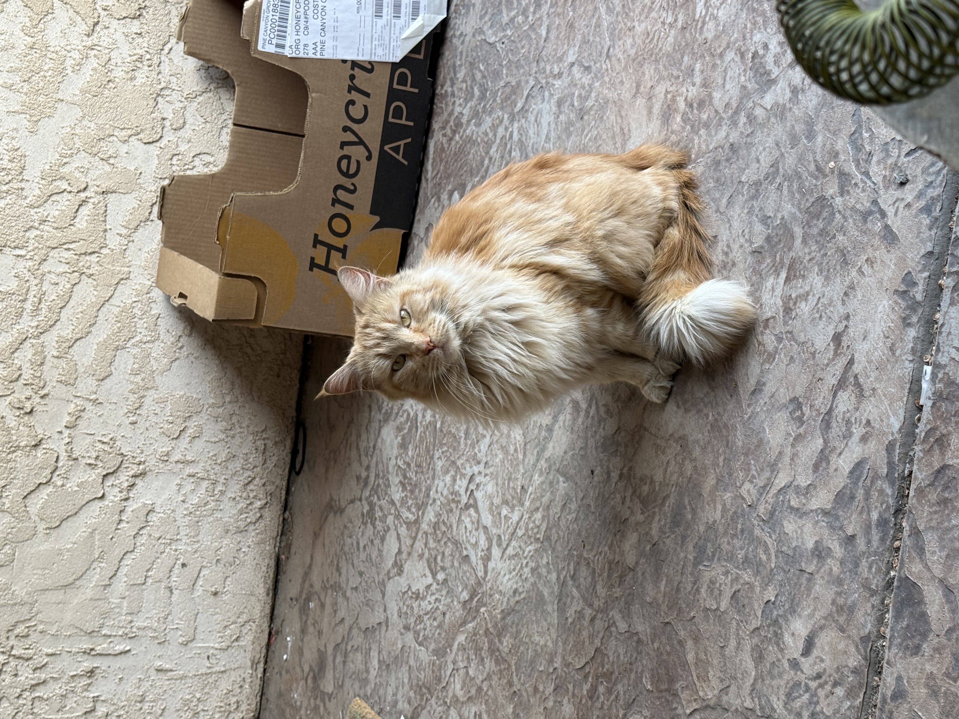 Pet