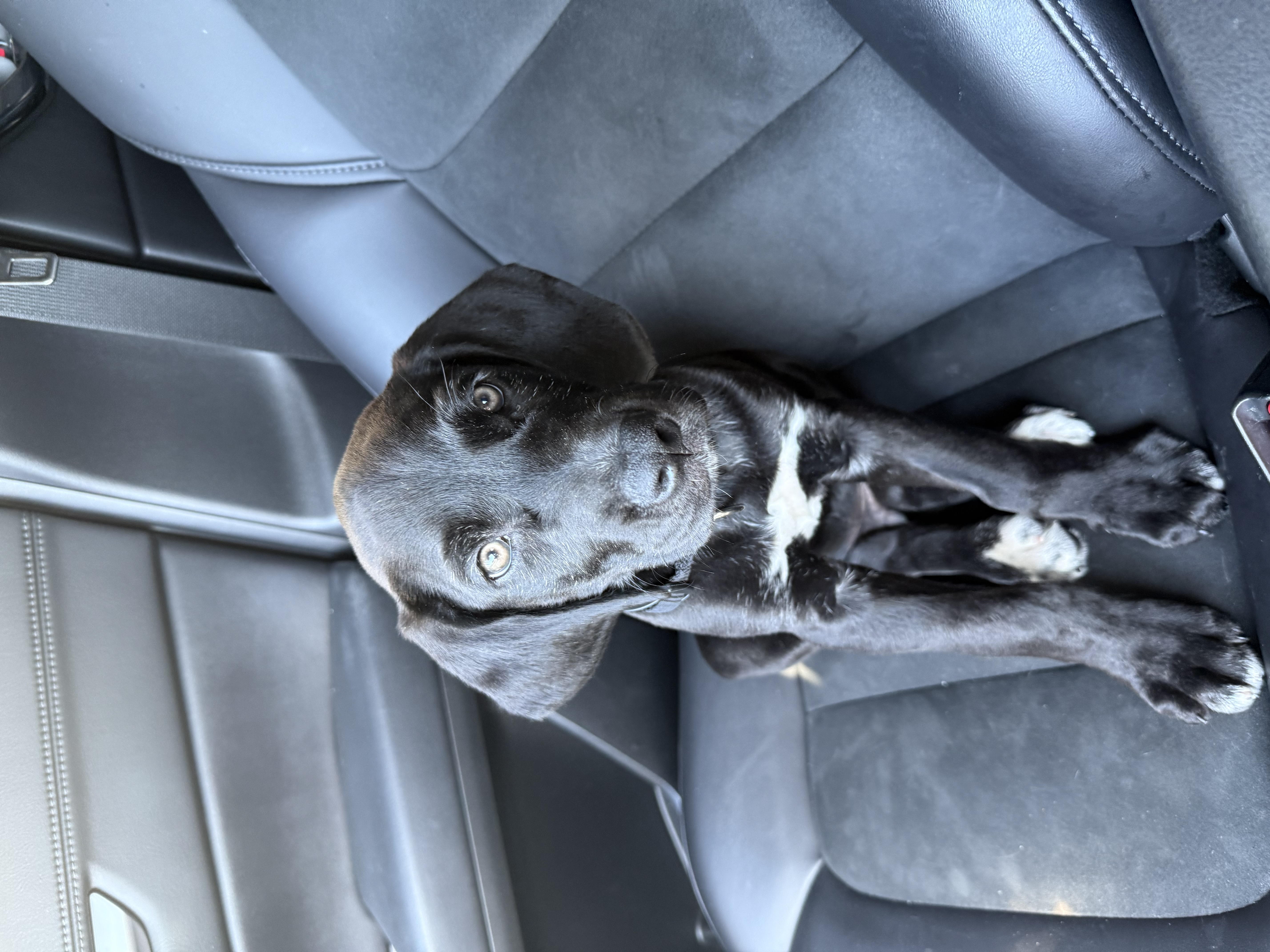 Pet