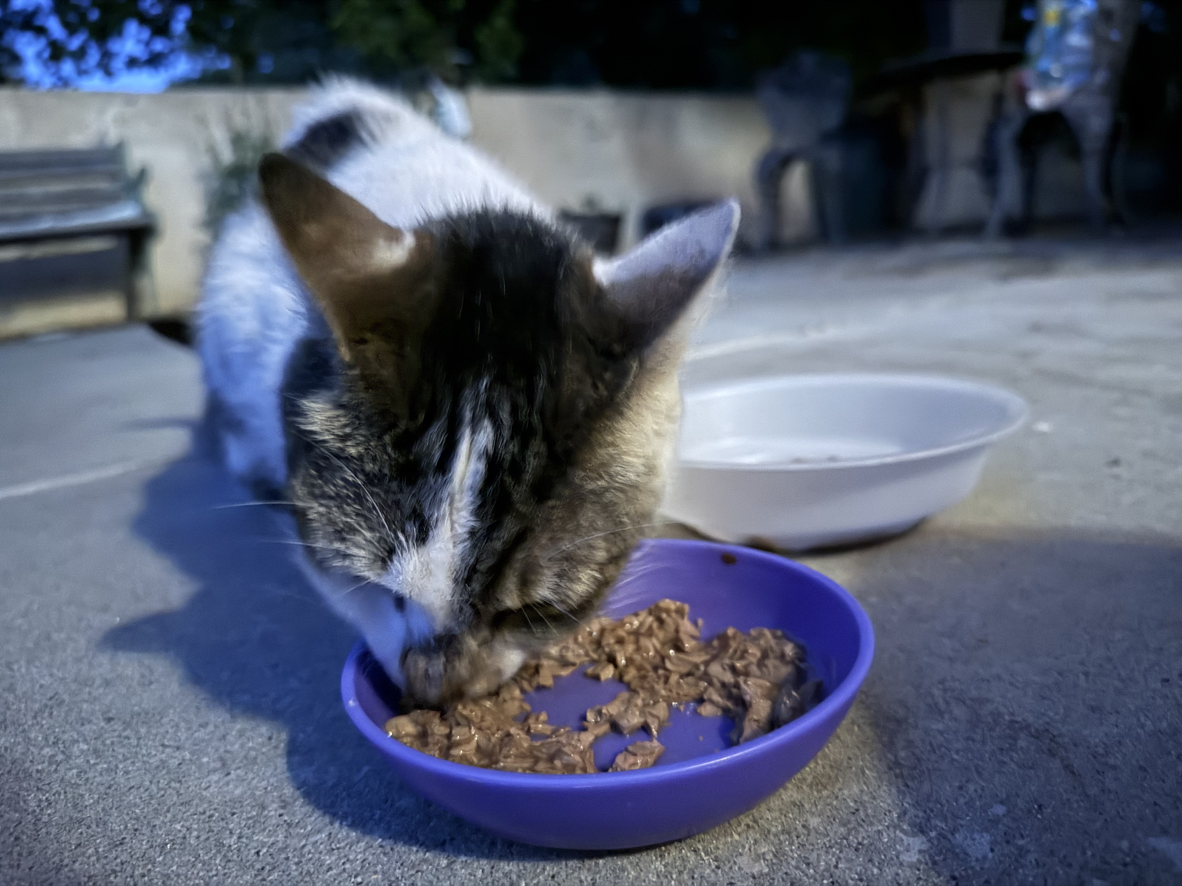 Pet