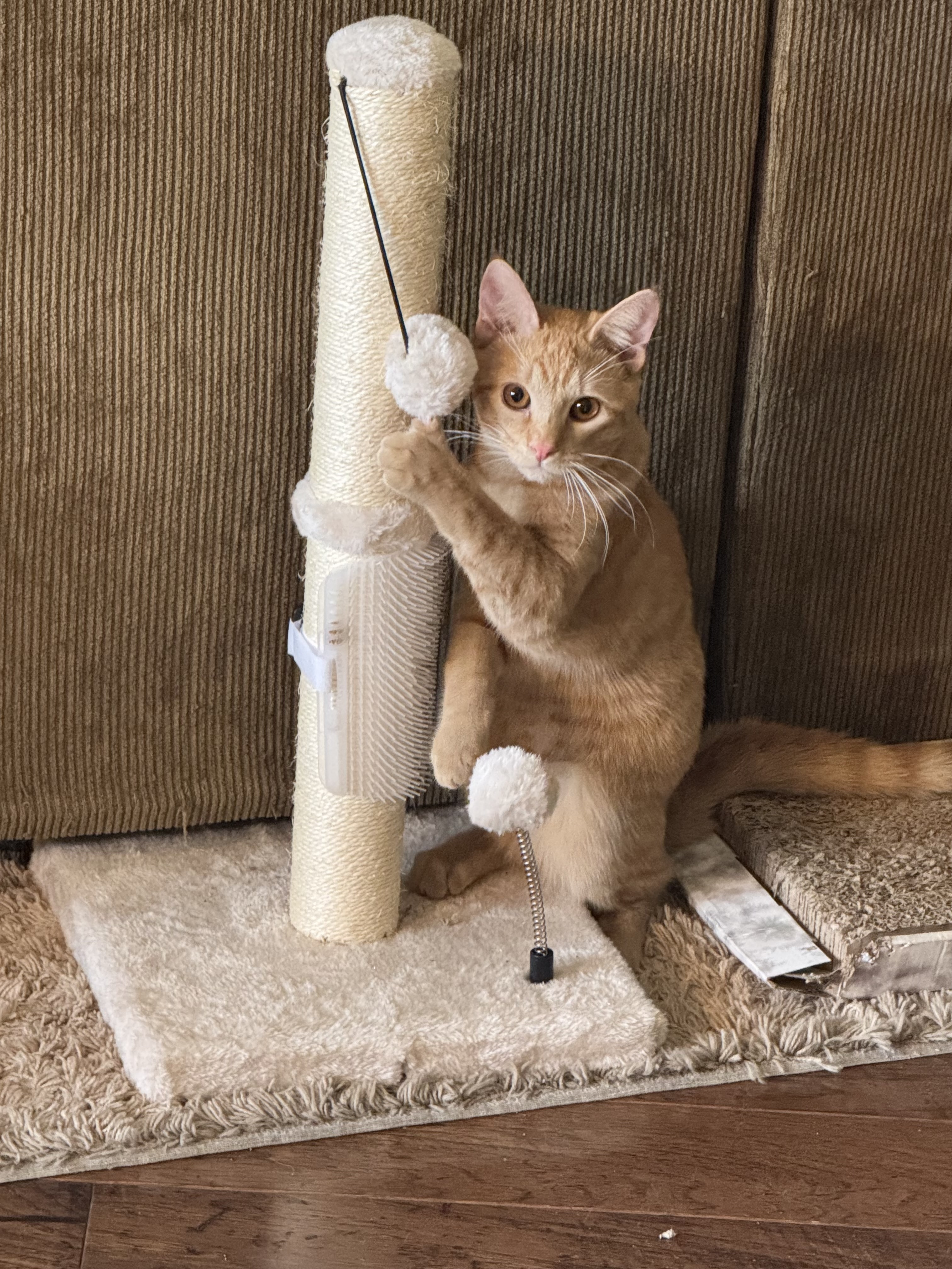 Pet
