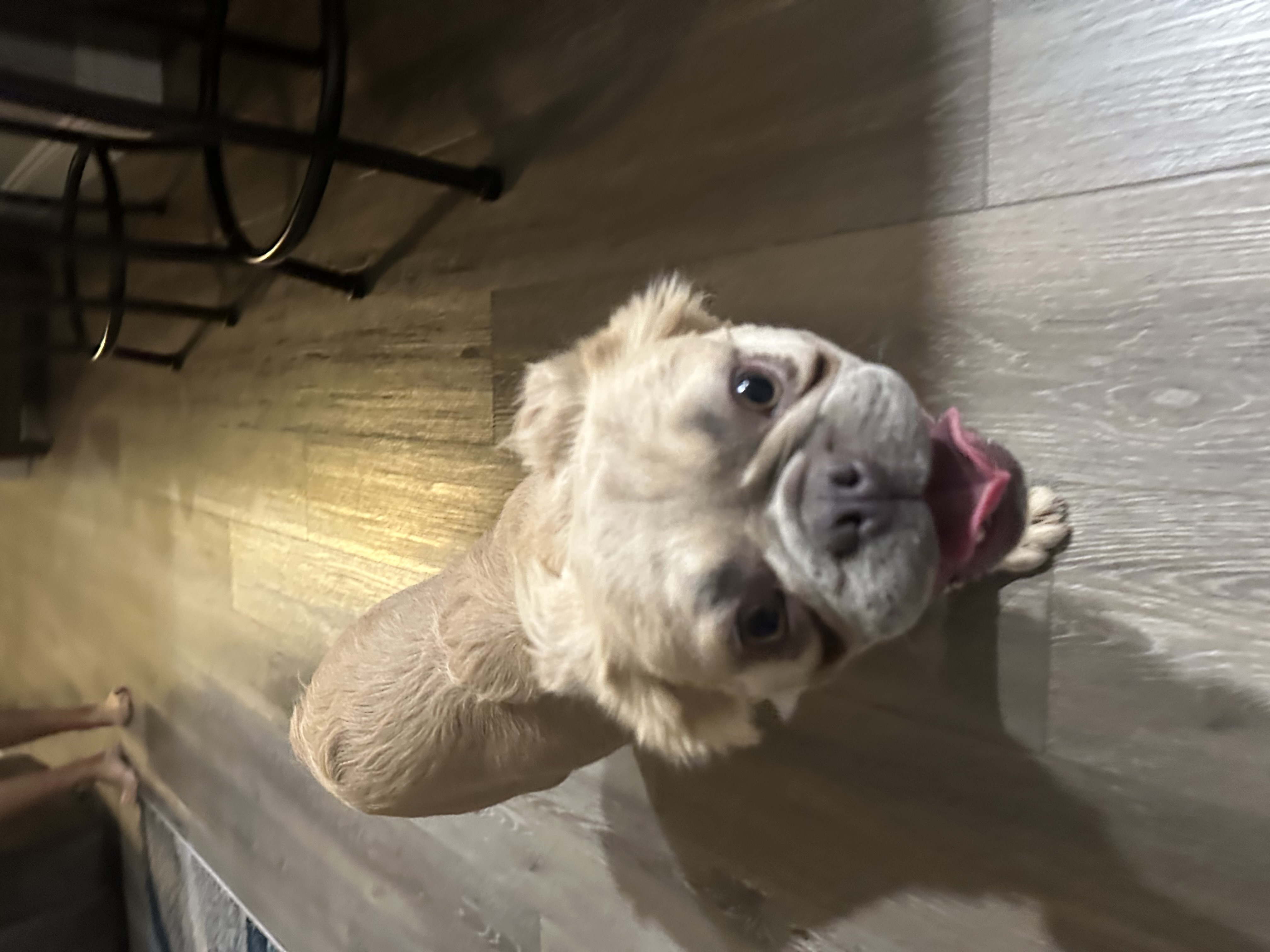 Pet