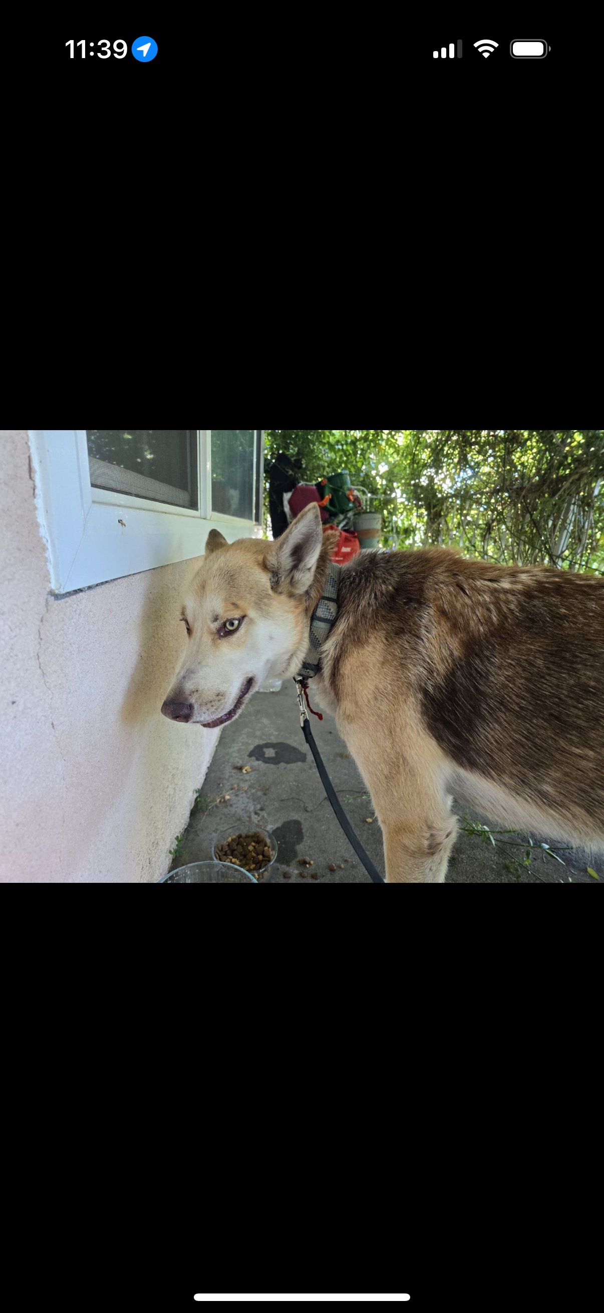 Pet