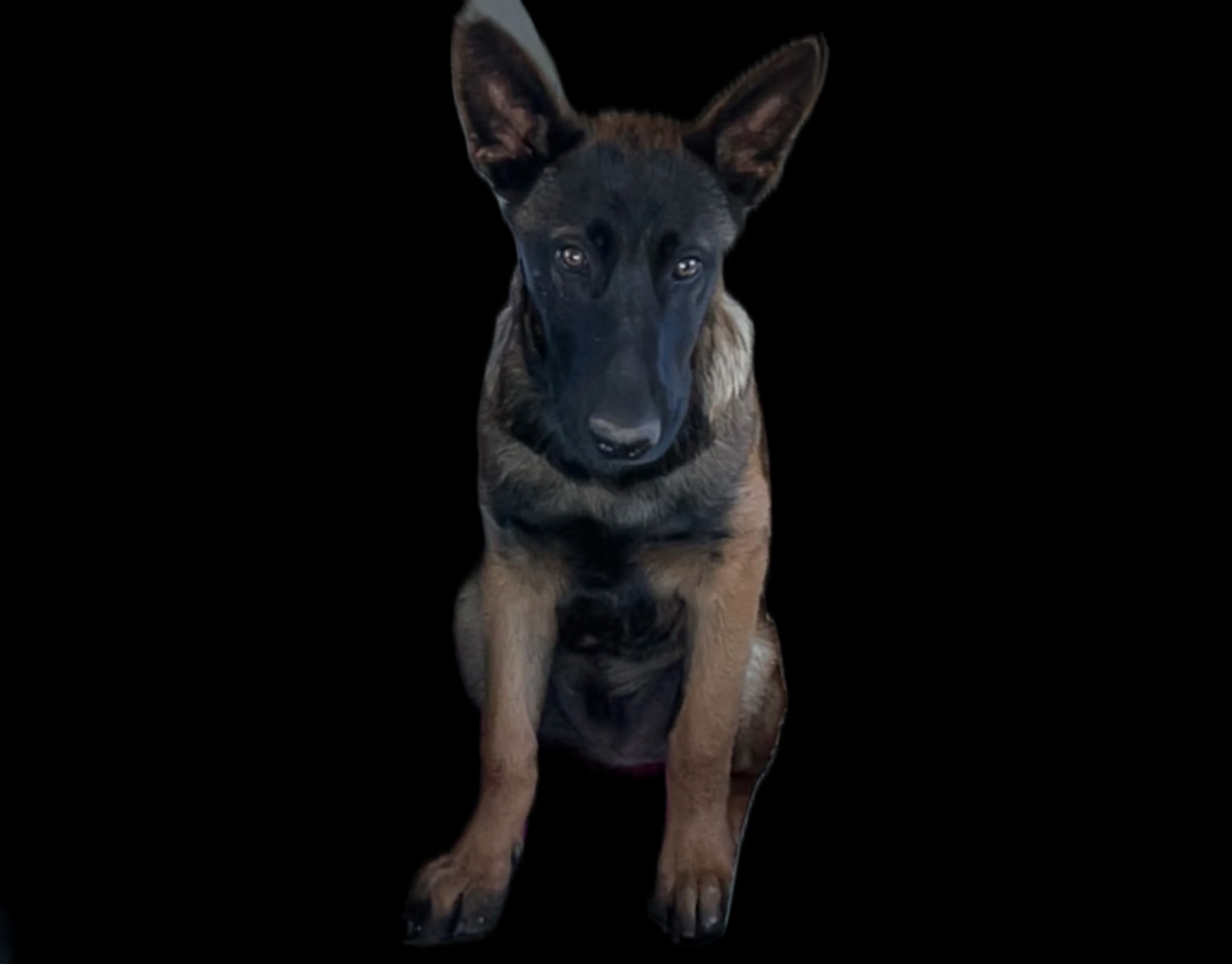 Pet