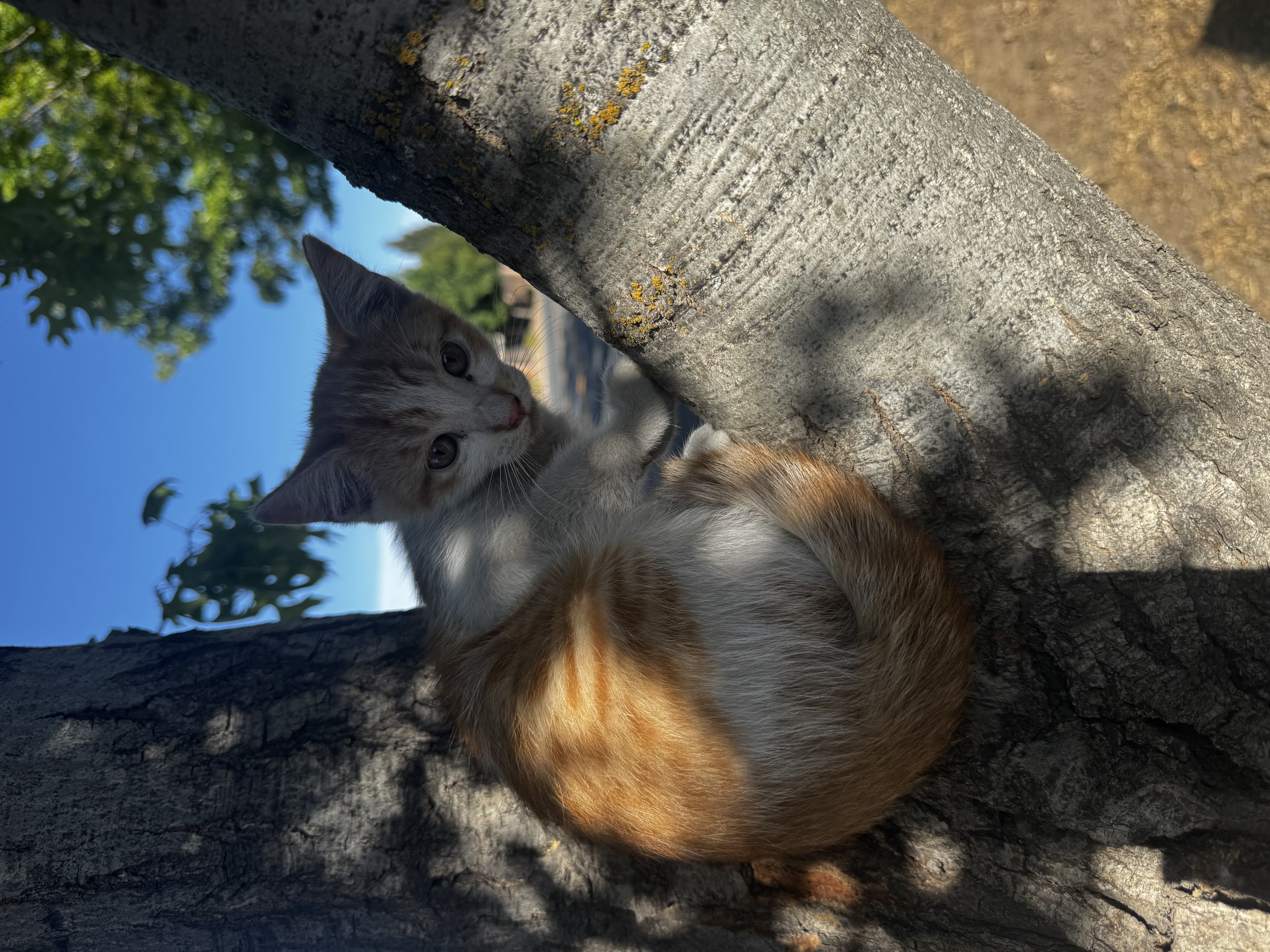 Pet