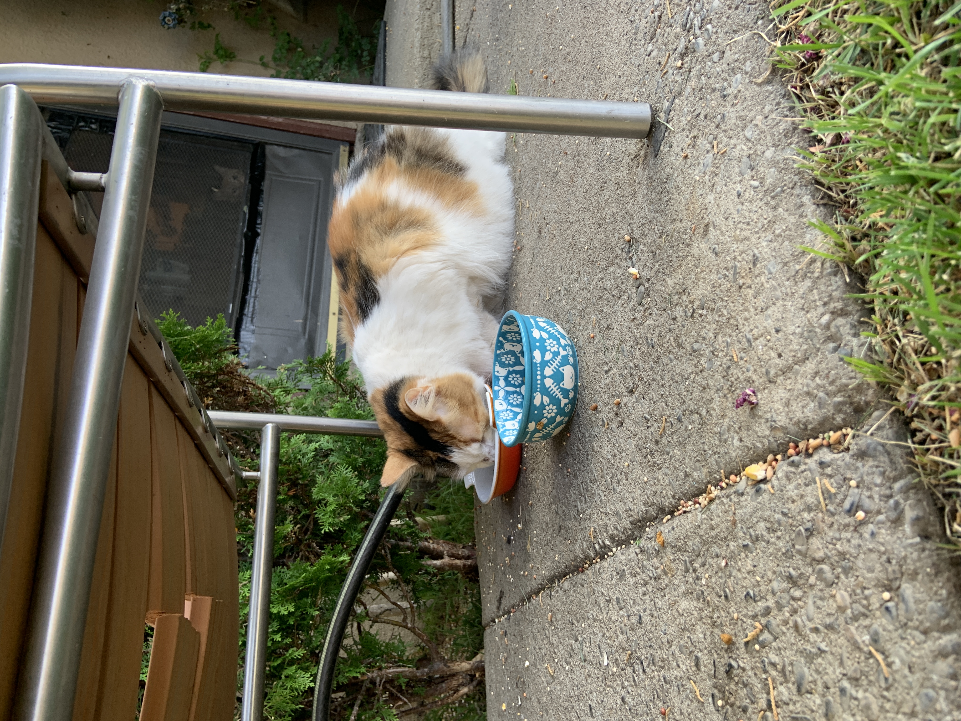 Pet