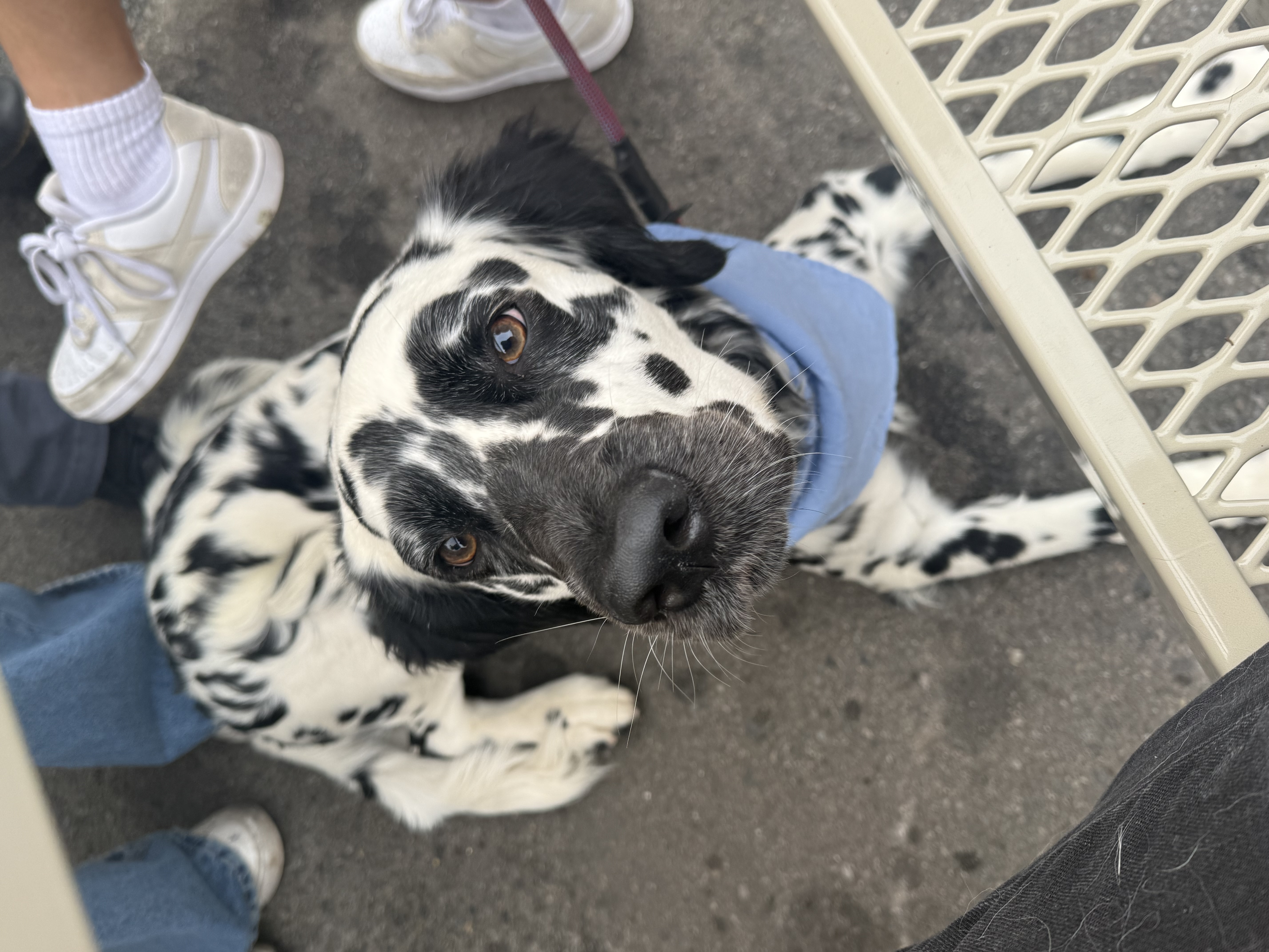 Pet