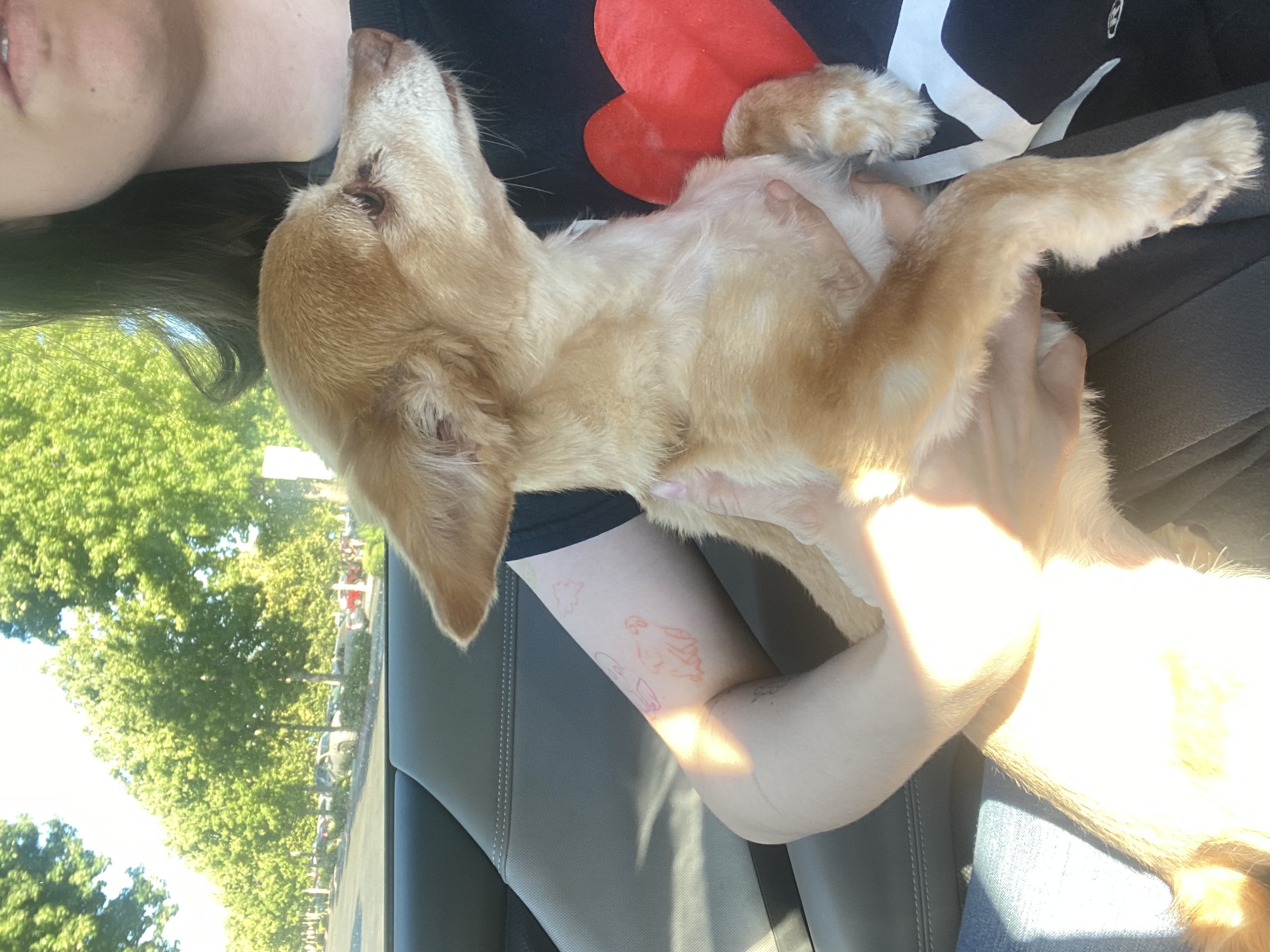 Pet