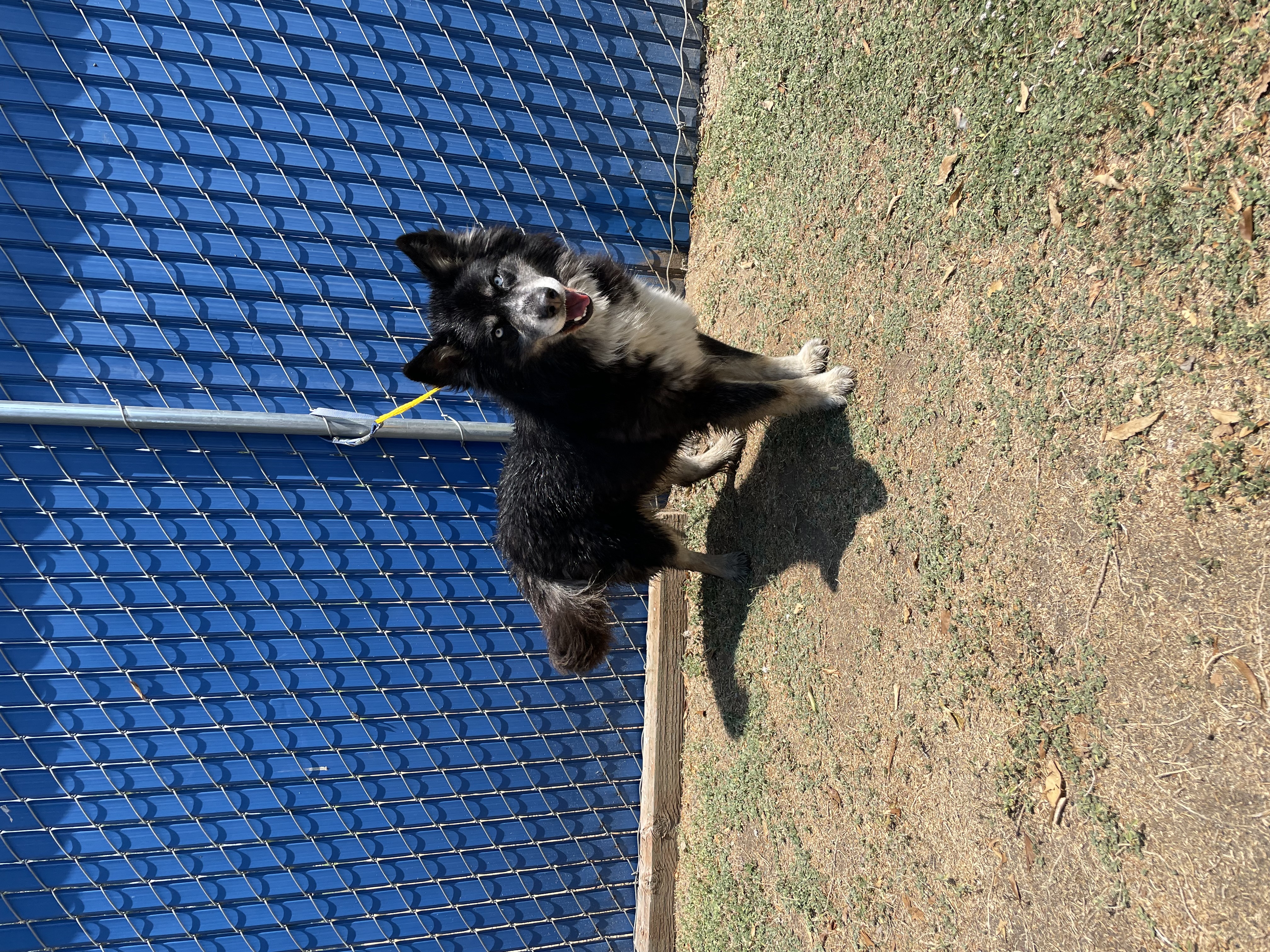 Pet