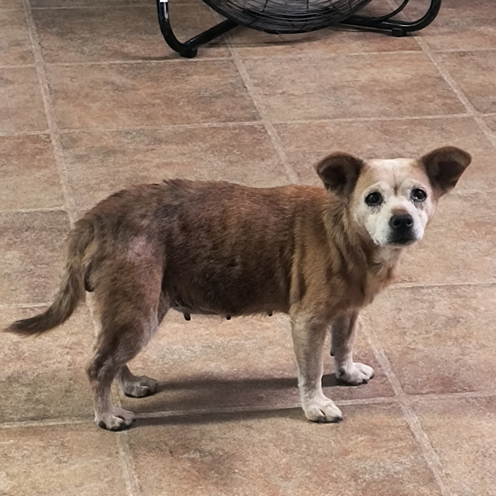 Pet