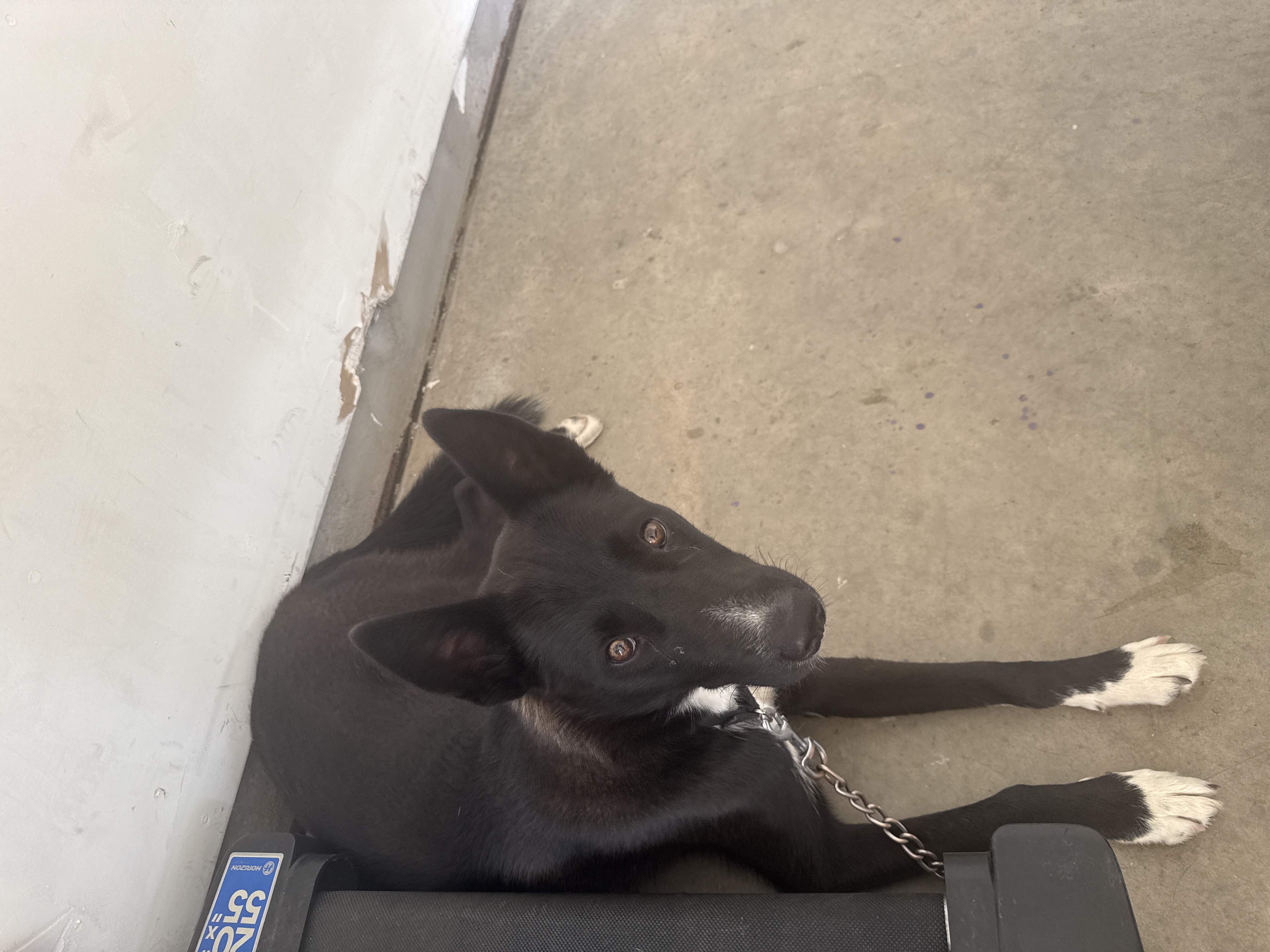 Pet