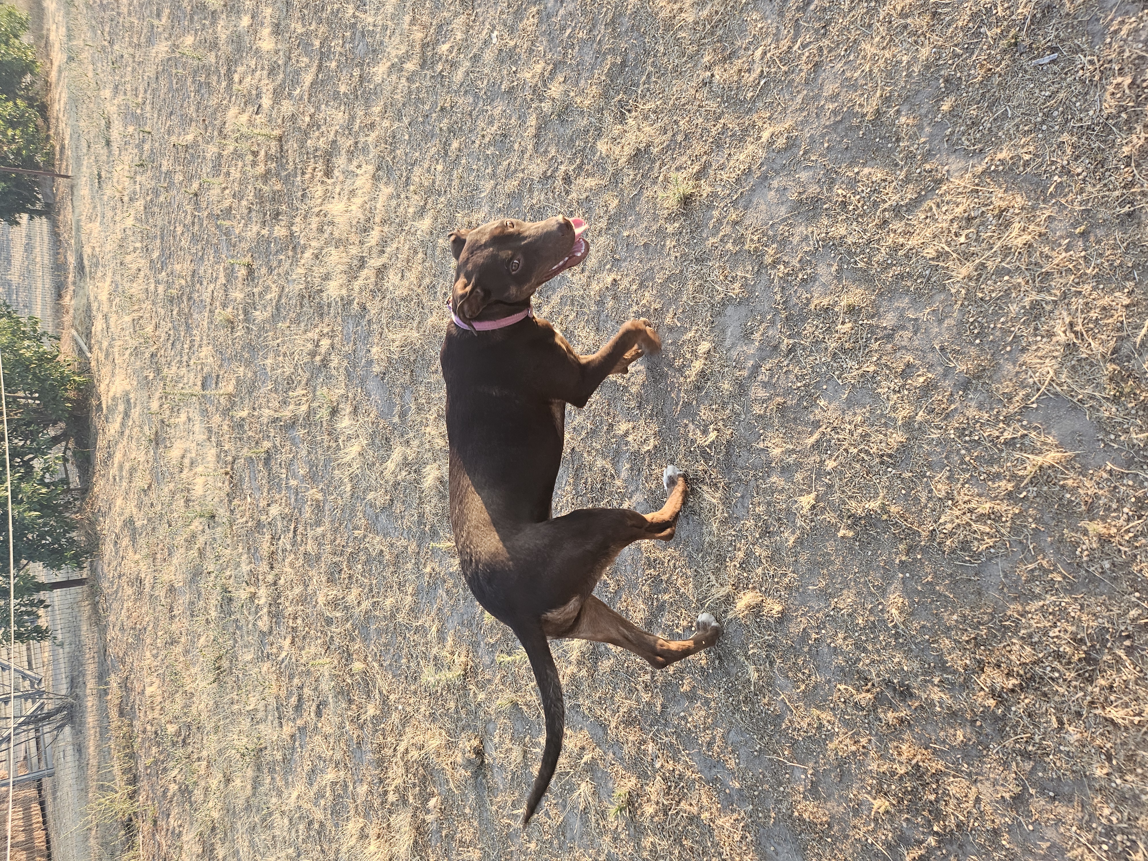Pet