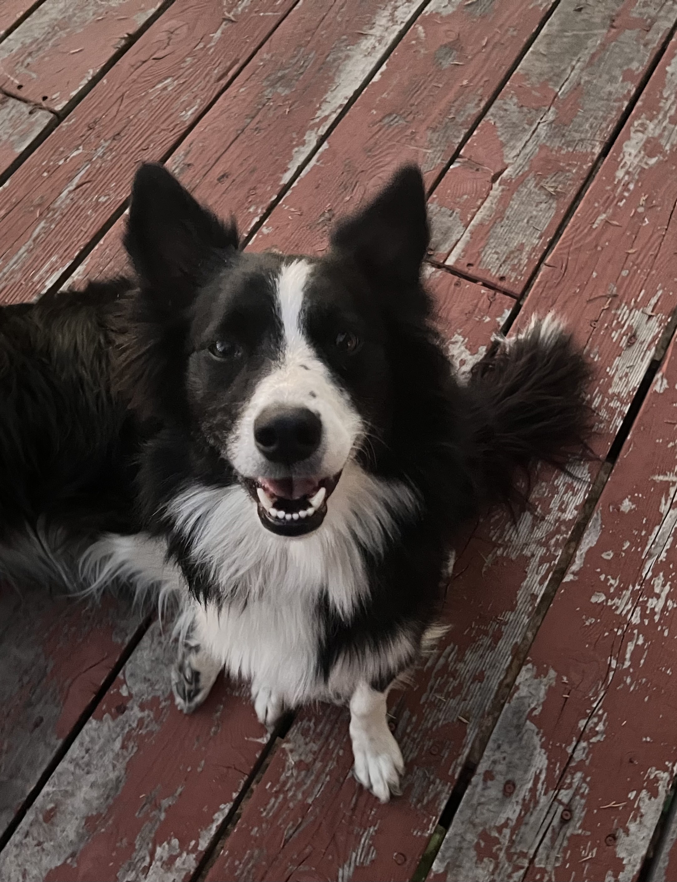 Pet