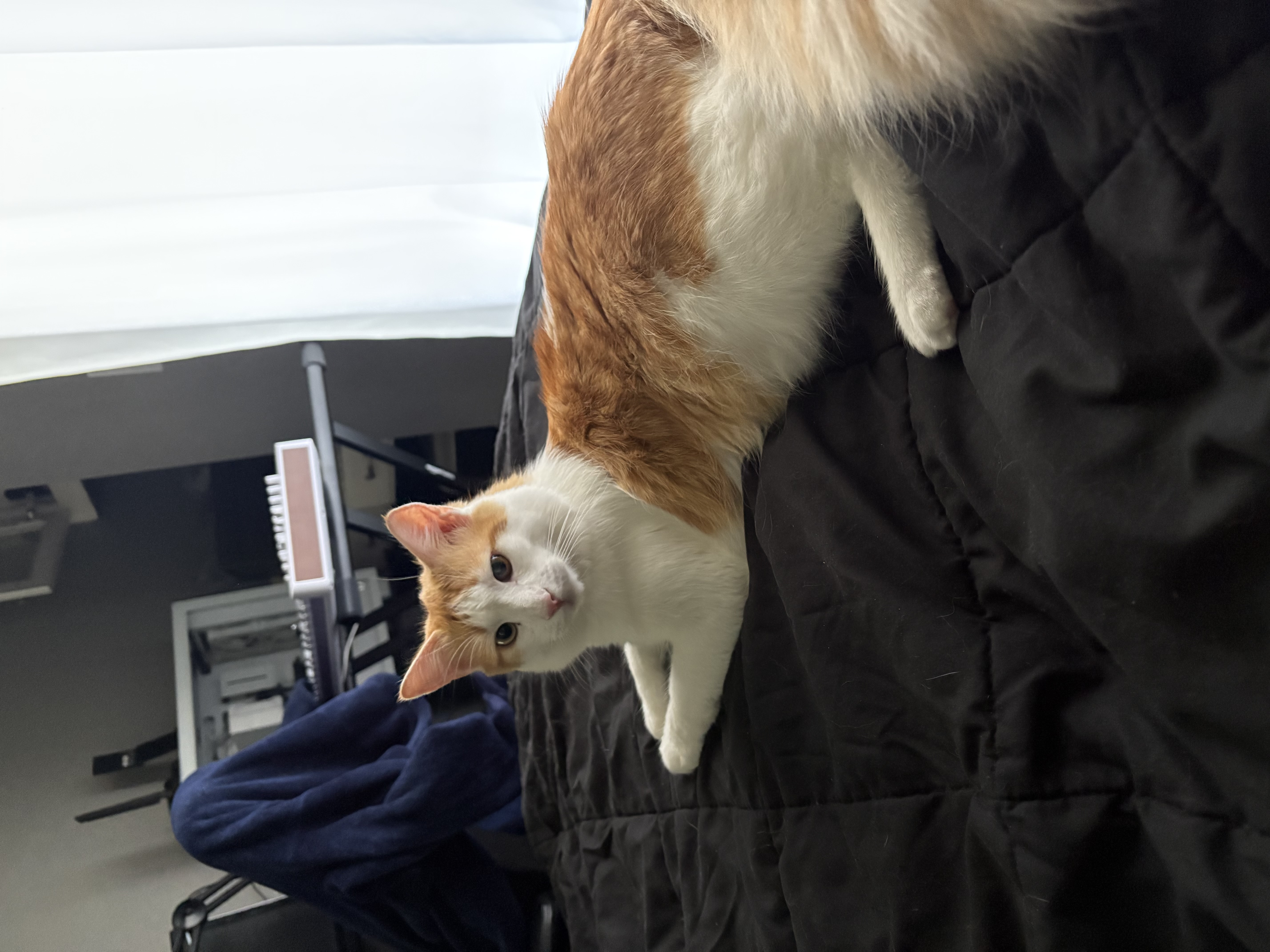 Pet