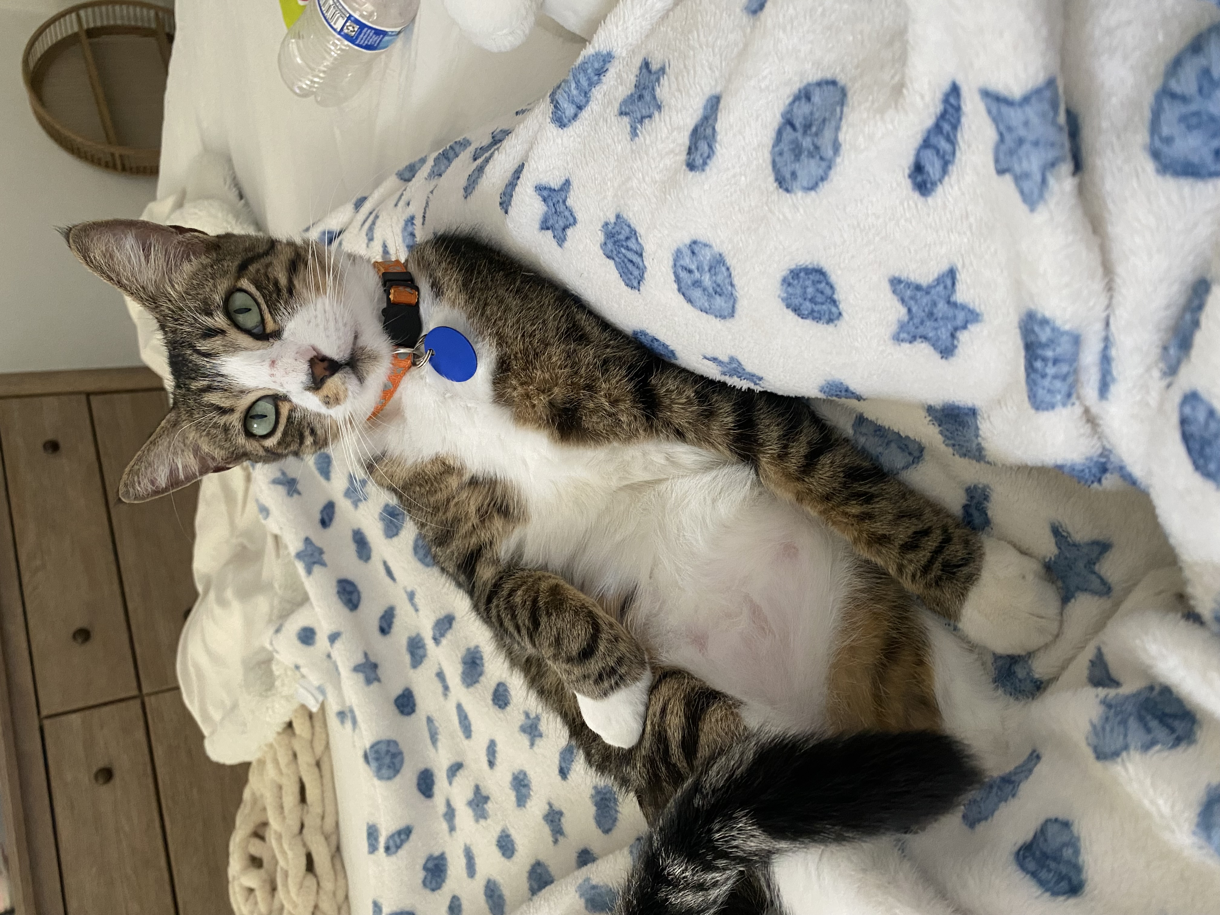 Pet