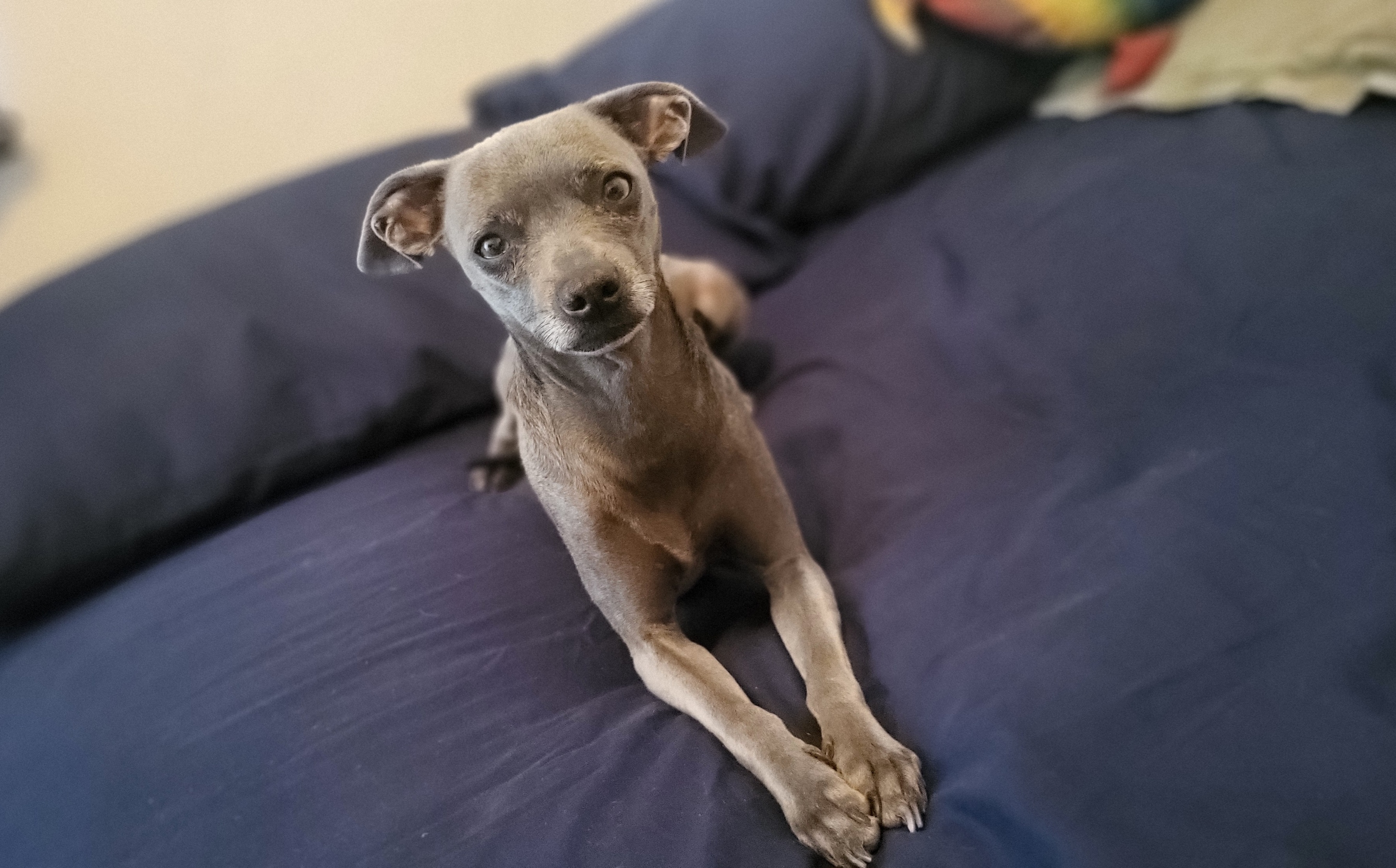 Pet