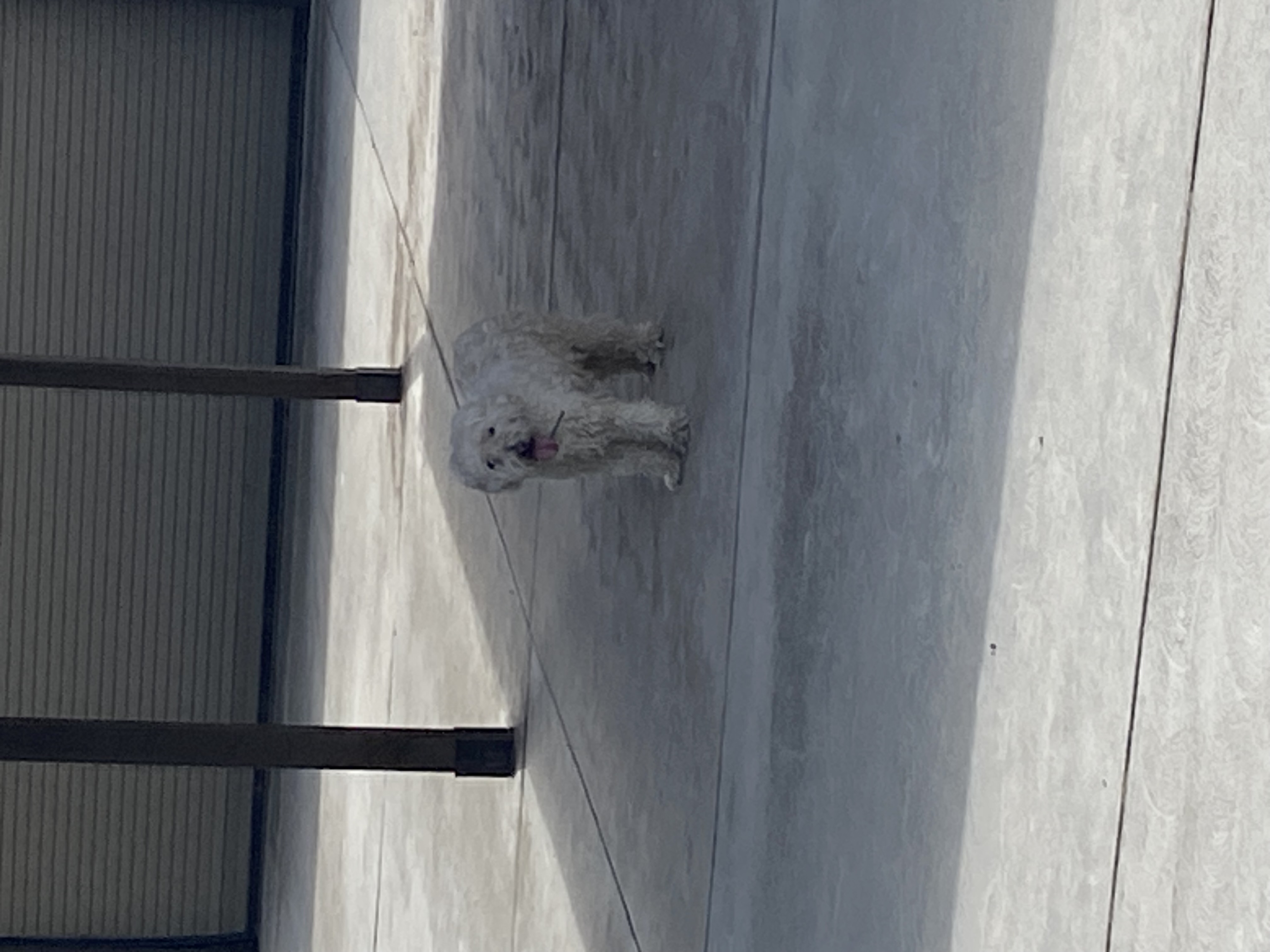 Pet