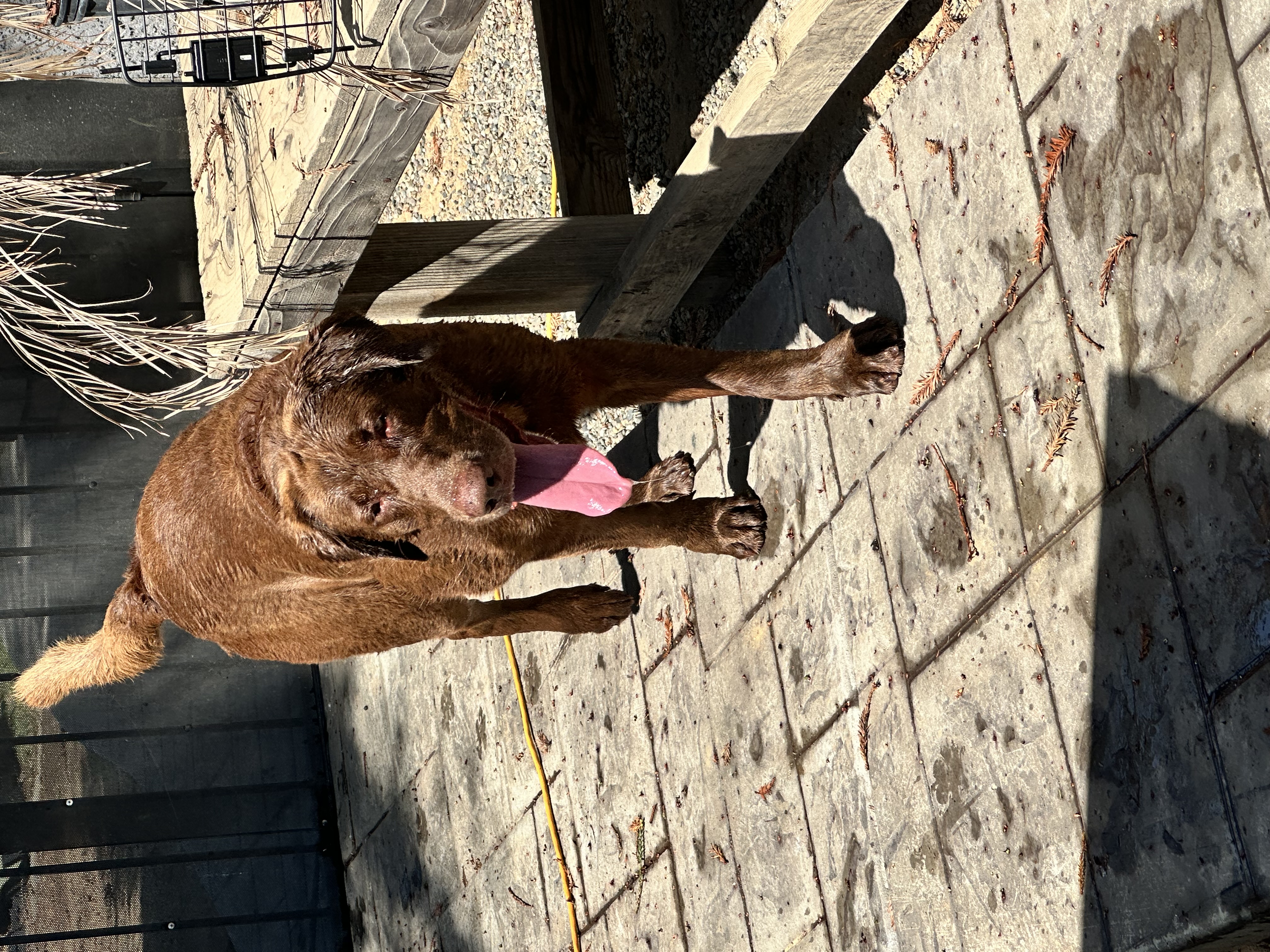 Pet