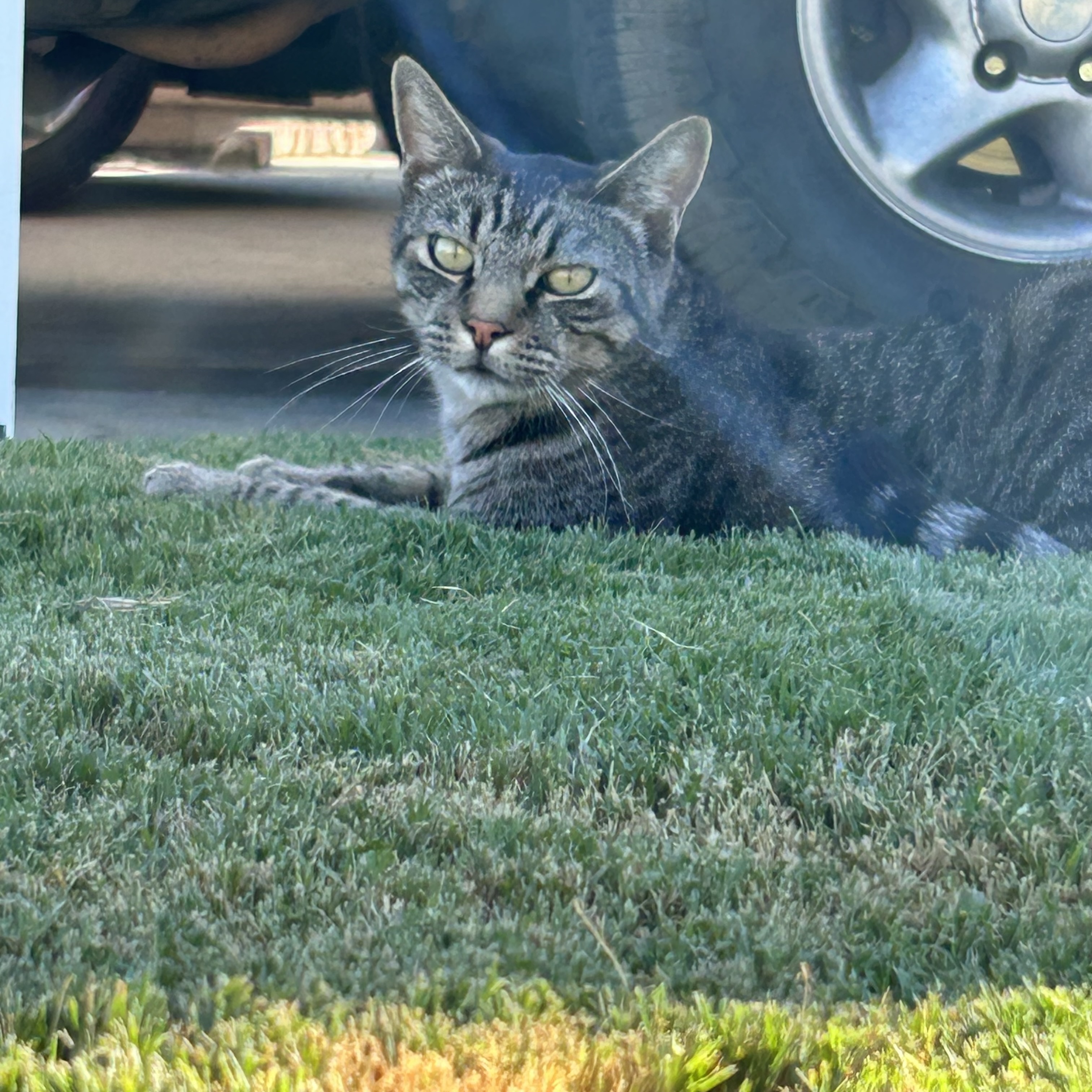 Pet