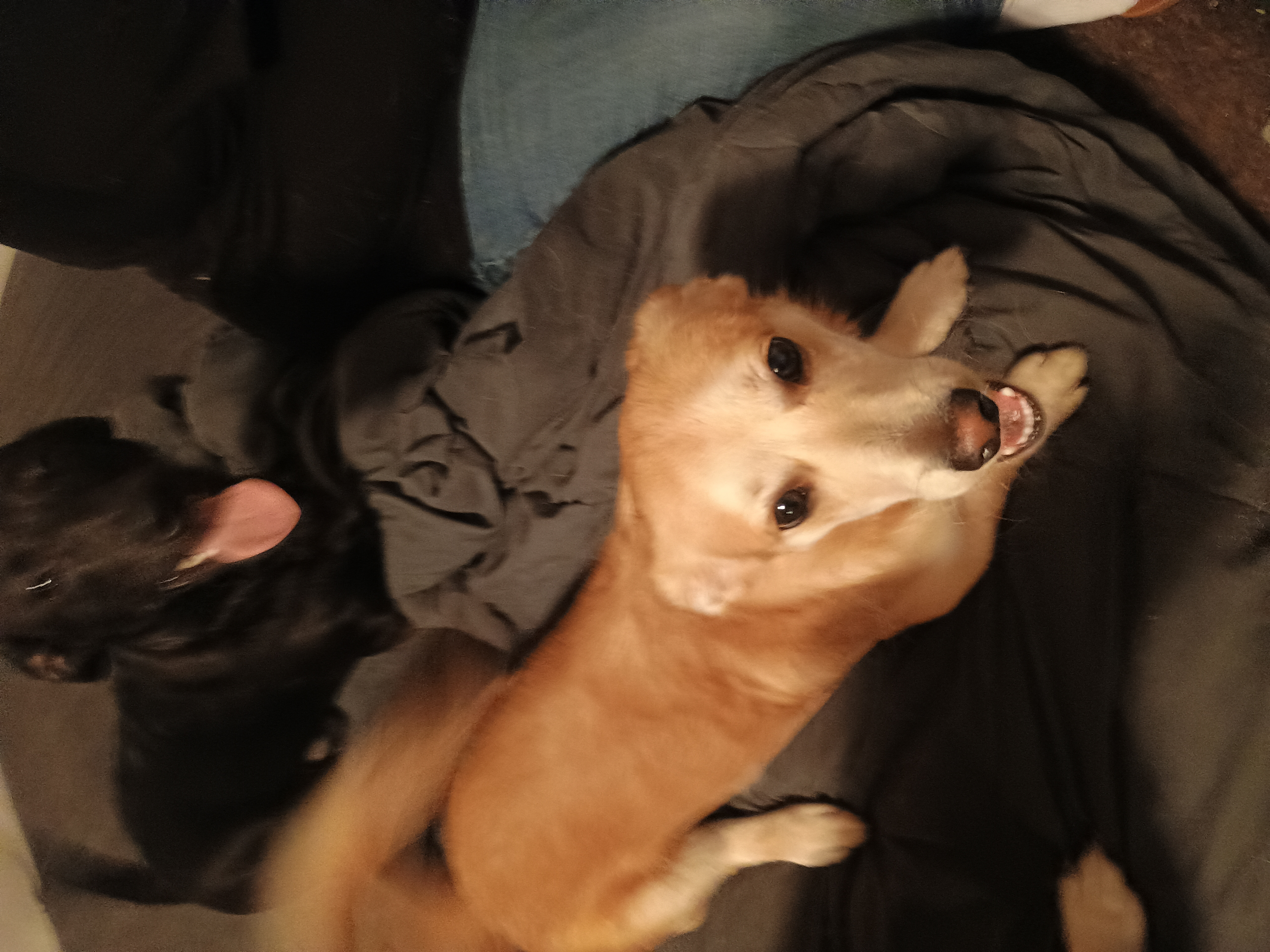 Pet