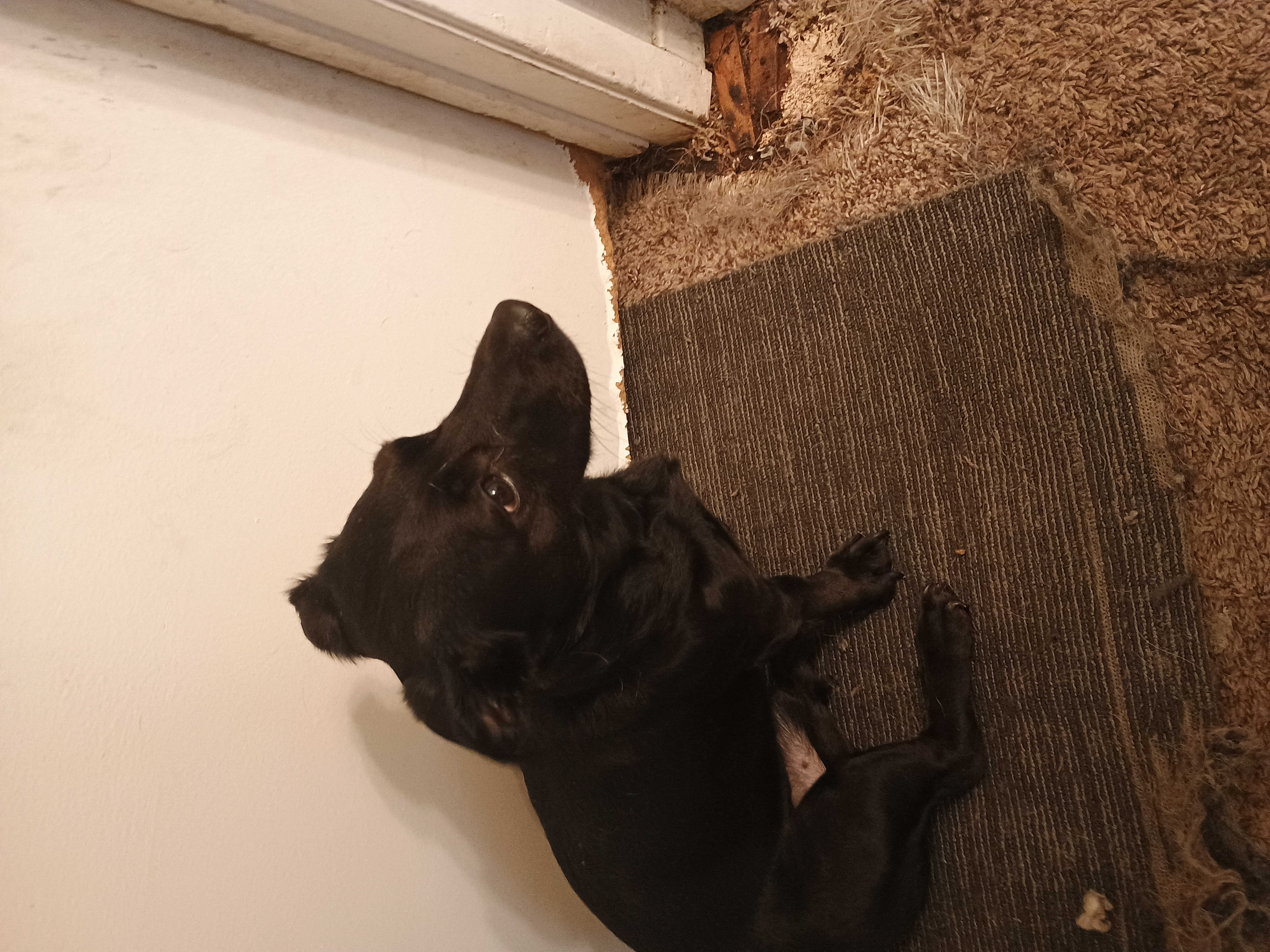 Pet
