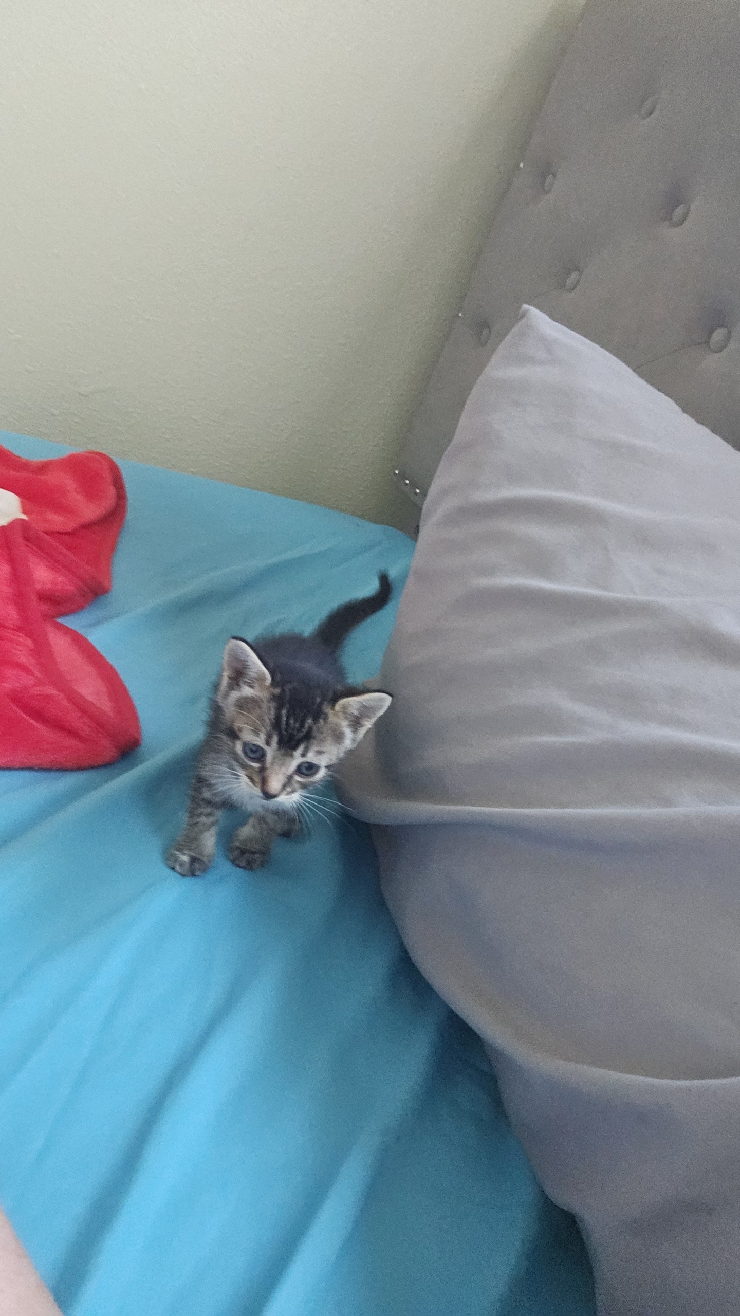 Pet