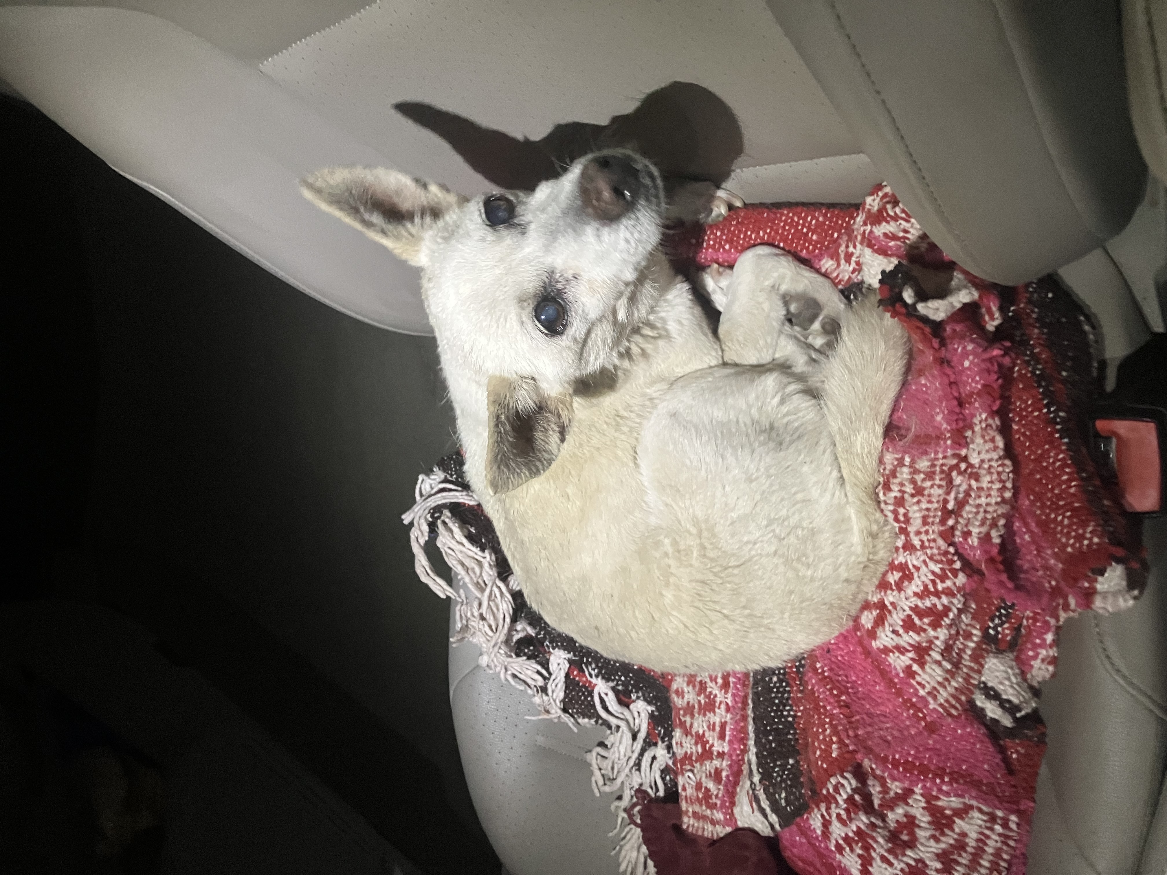 Pet