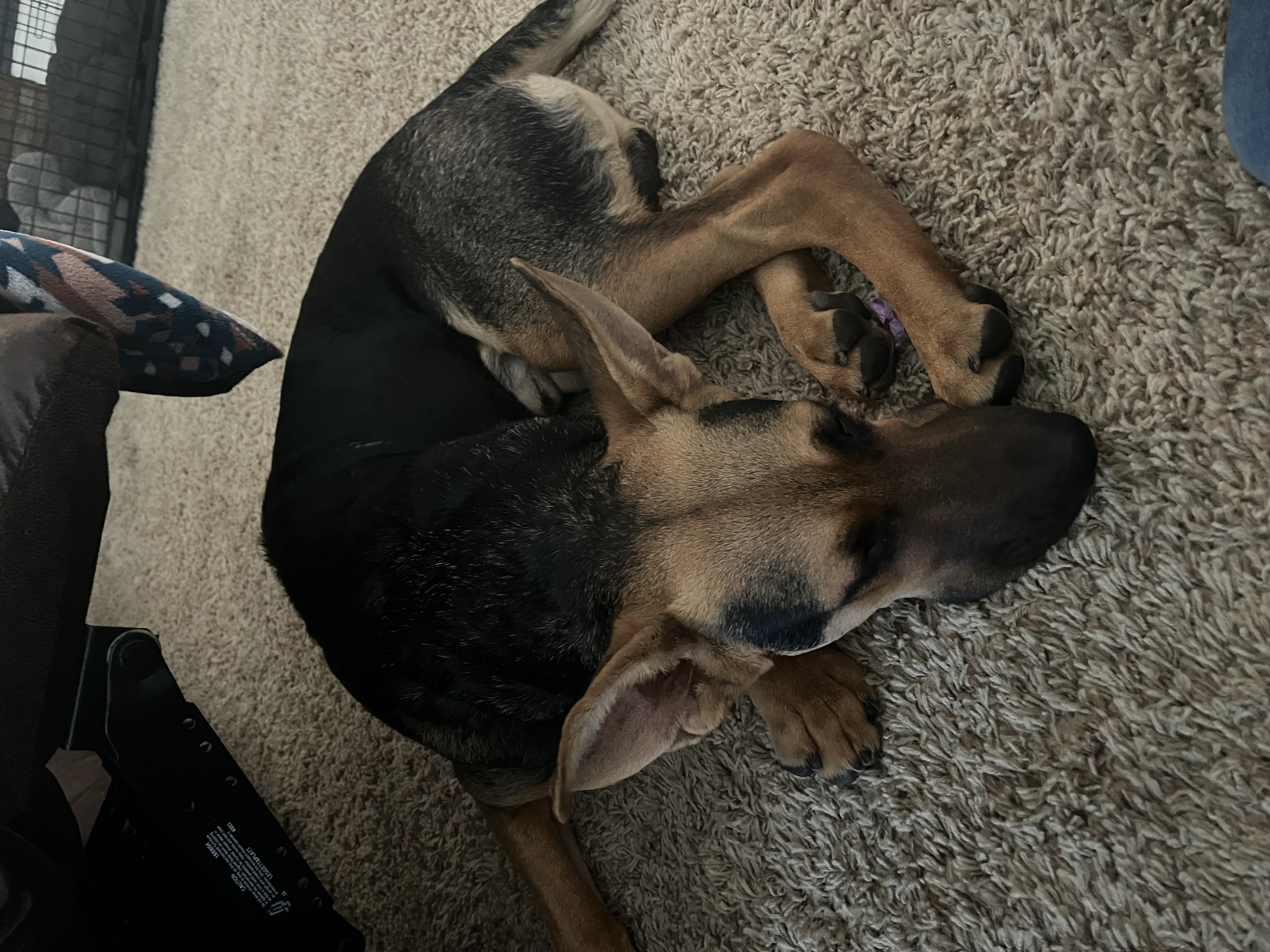 Pet