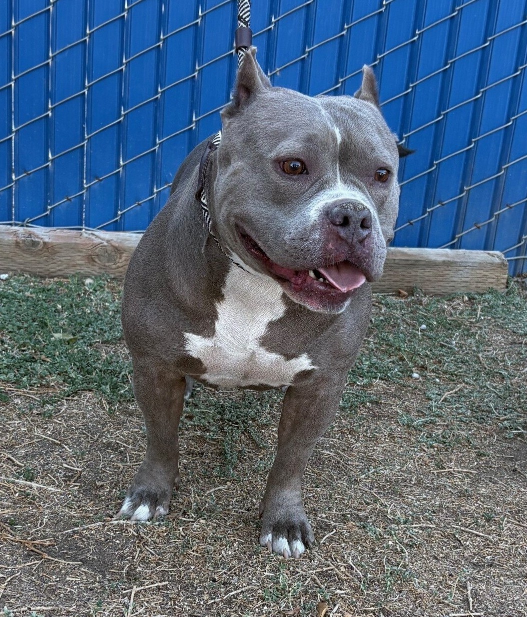 Pet