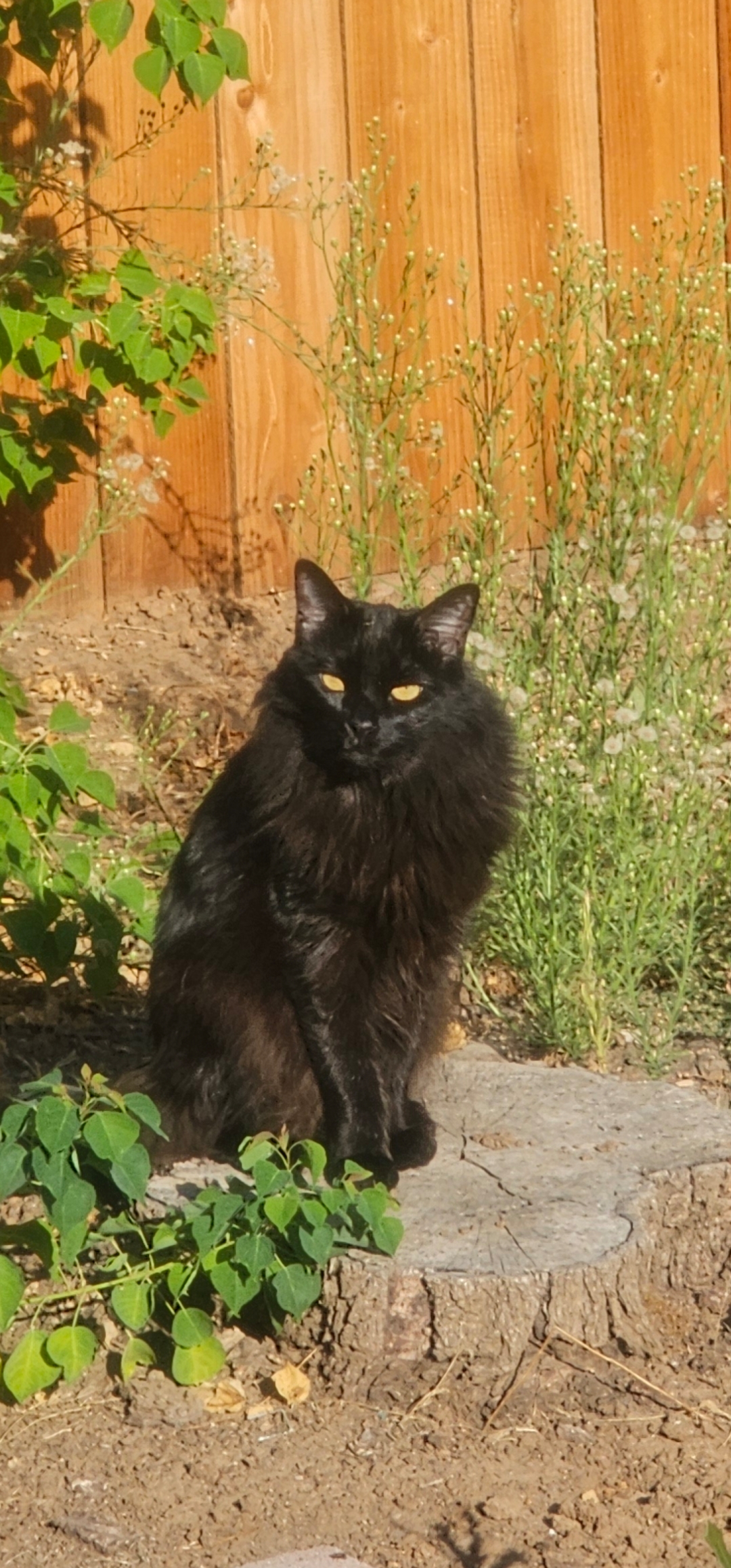 Pet