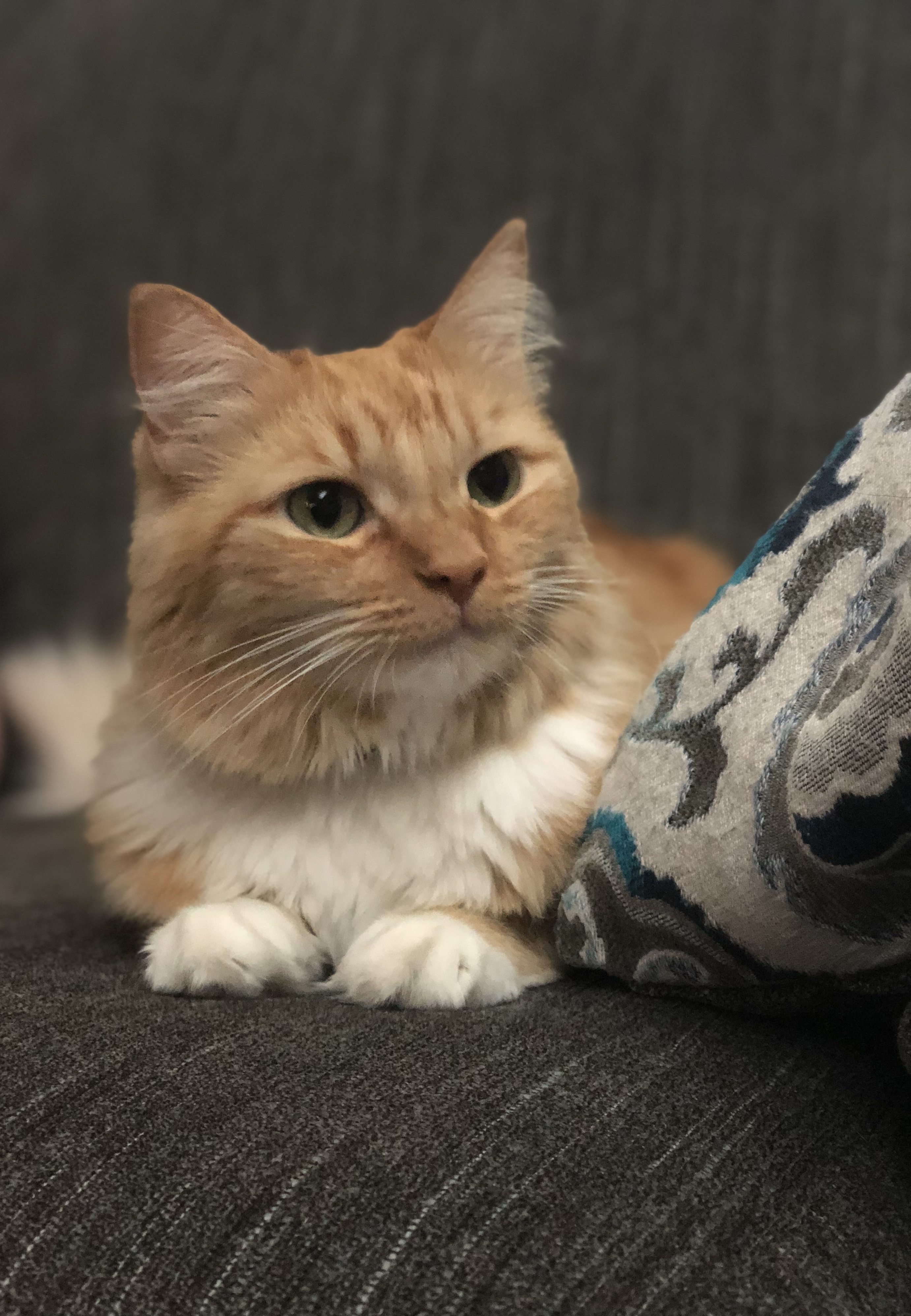 Pet
