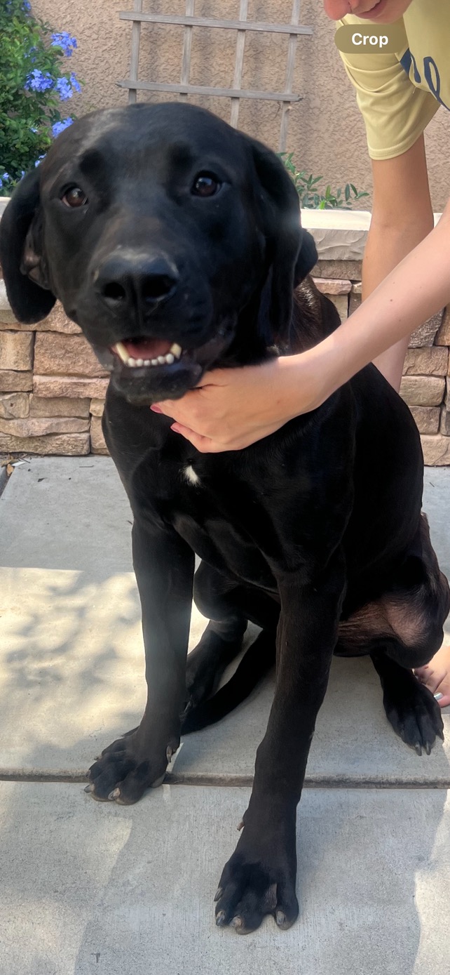 Pet