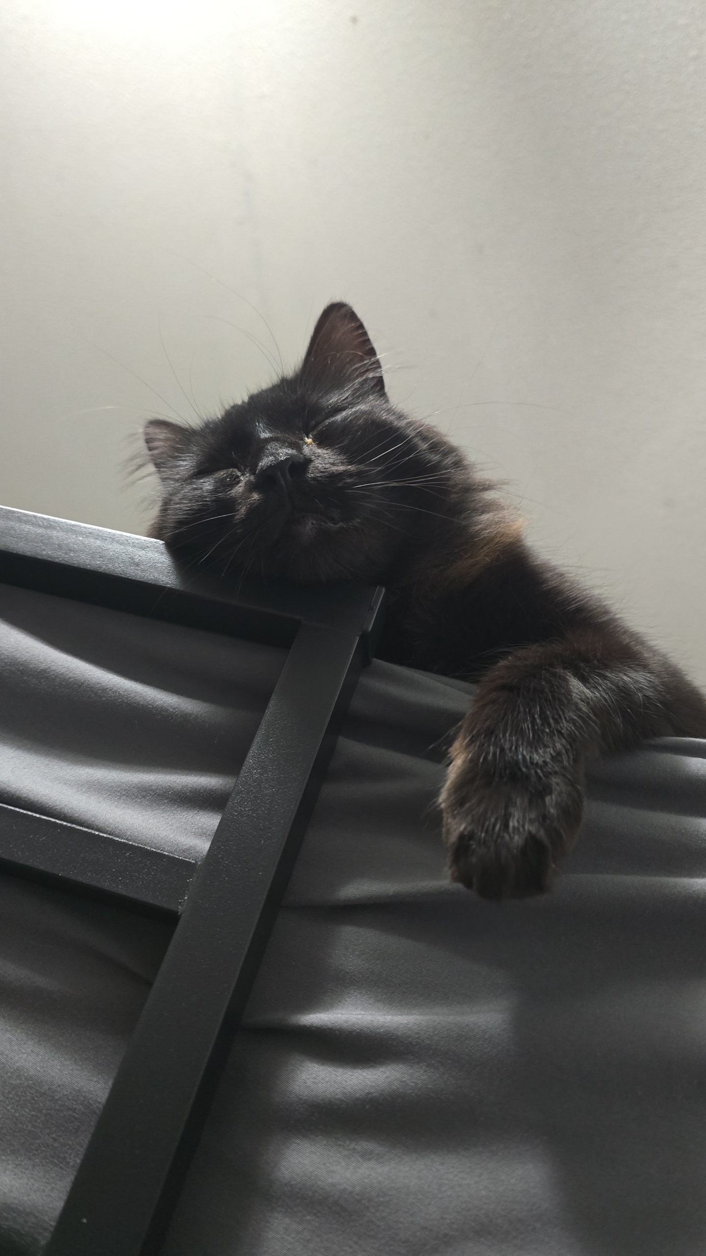 Pet